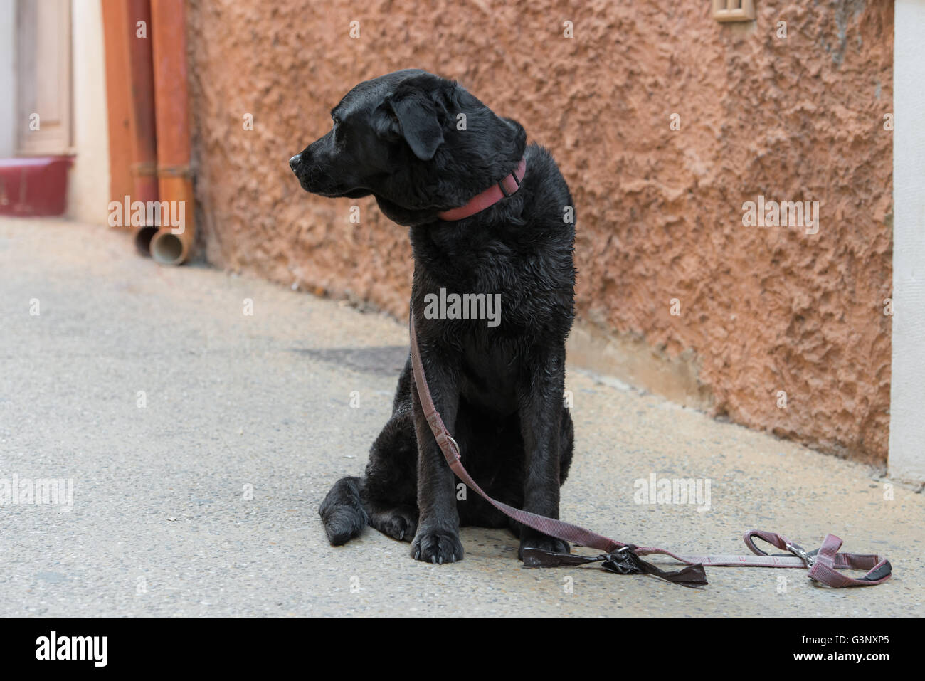 Sad black dog is looking for his lost master on a city street Stock Photo