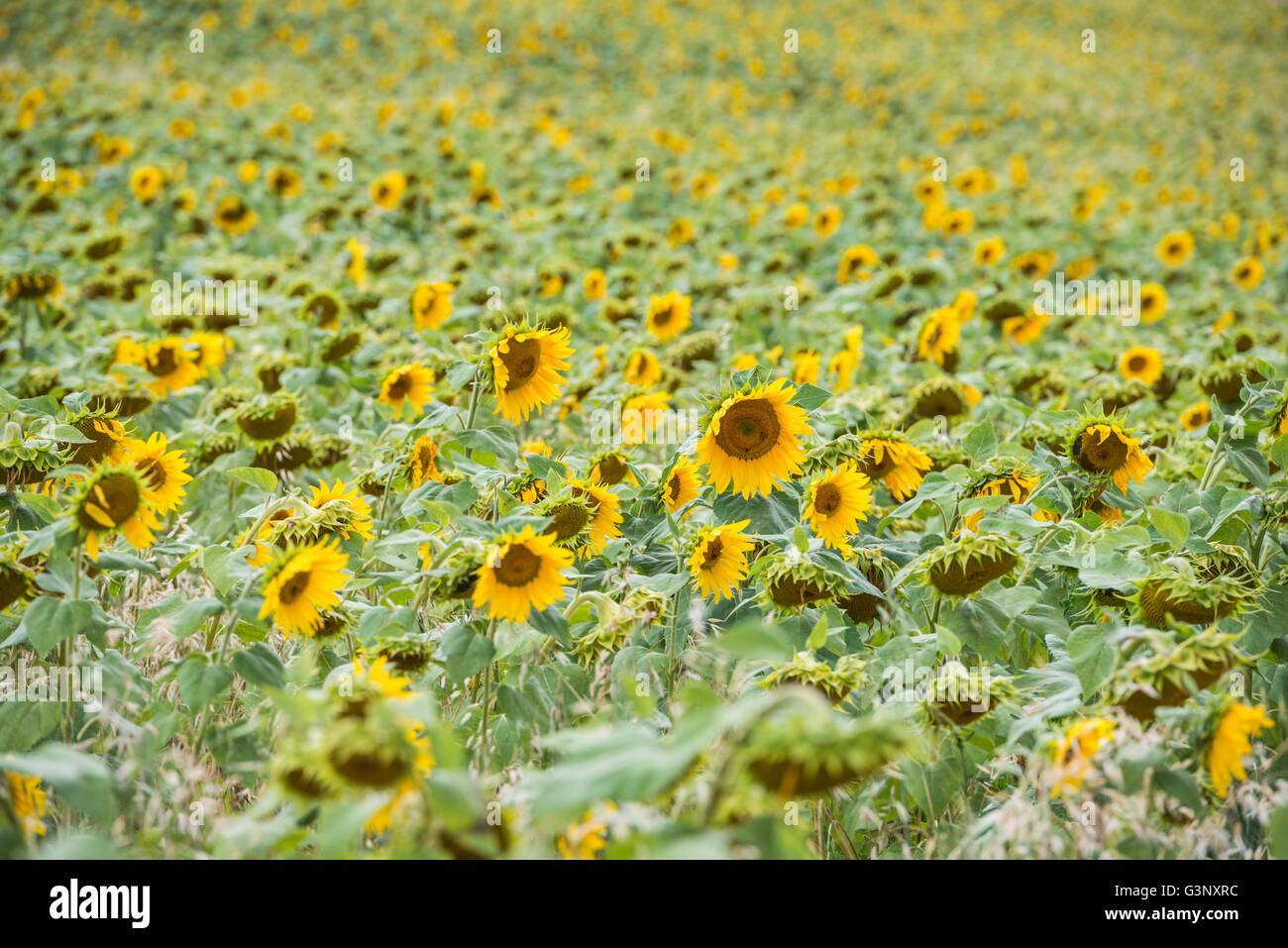 Close up view of a bright yellow sunflower field with opened flowers Stock Photo