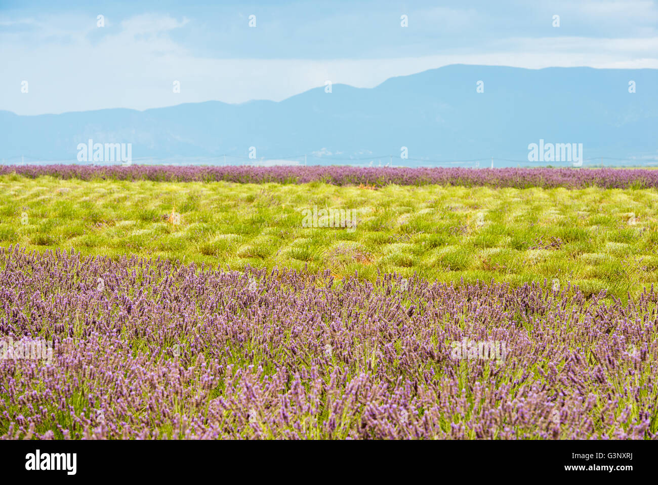 Rich colors of summer lavender field with green stalks and violet blossoms Stock Photo