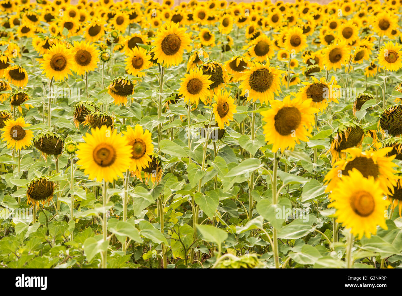 Close up view of a bright yellow sunflower field with opened flowers Stock Photo