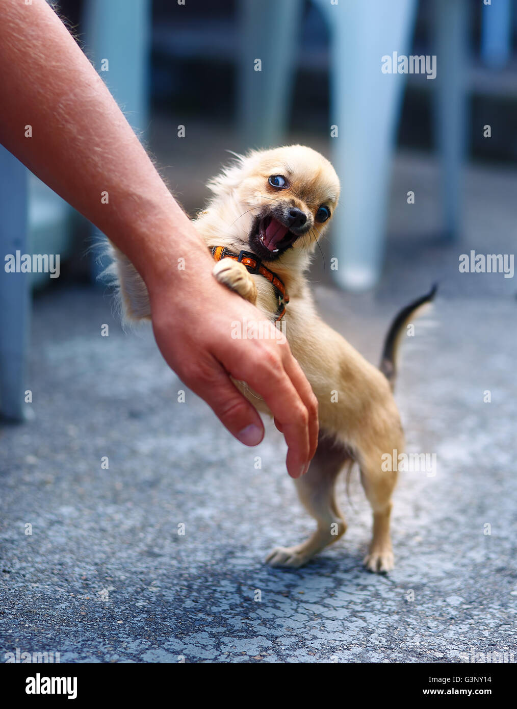 Chihuahua adorable best sale
