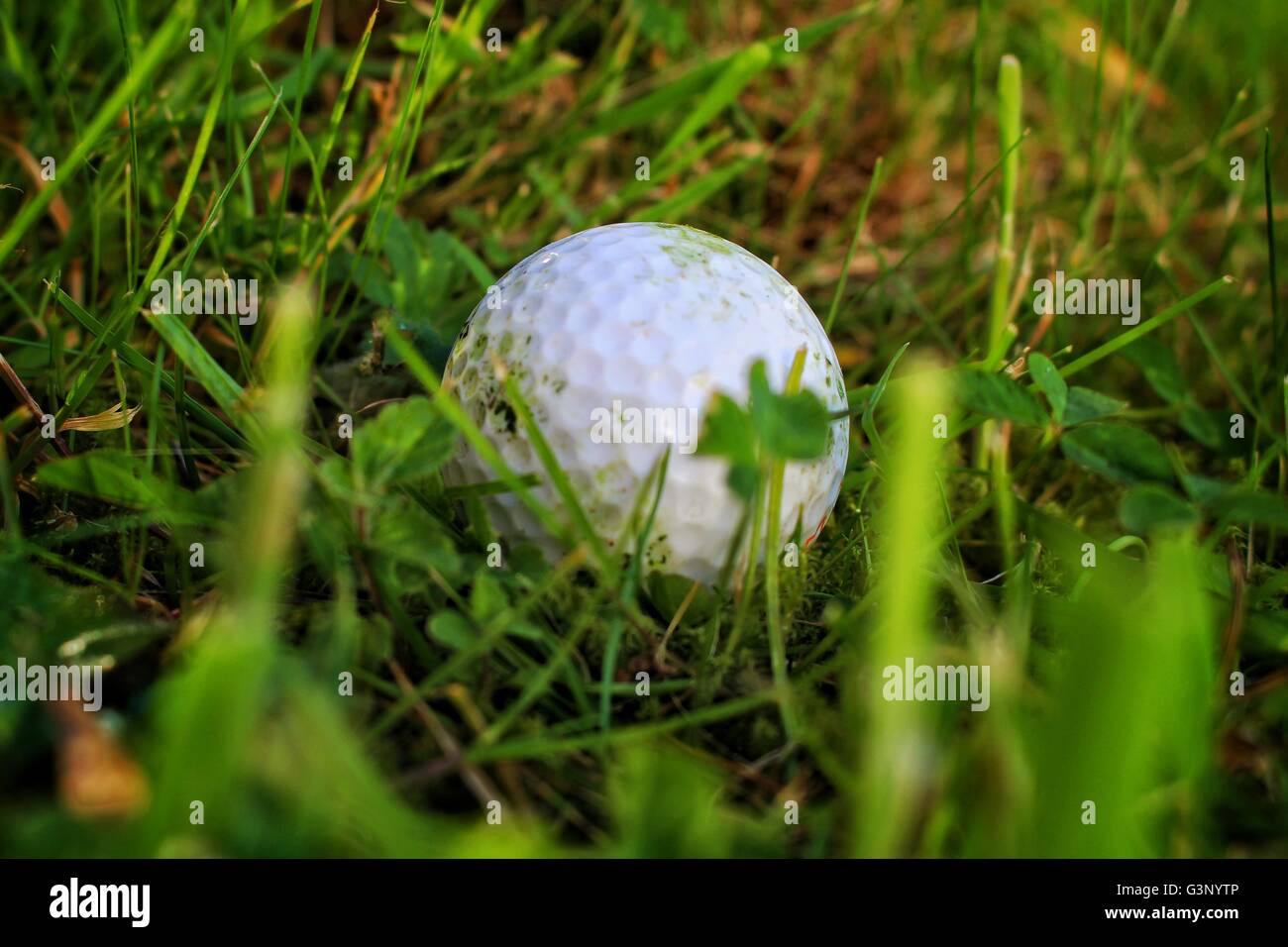 Close up shot of golf ball in grass Stock Photo Alamy