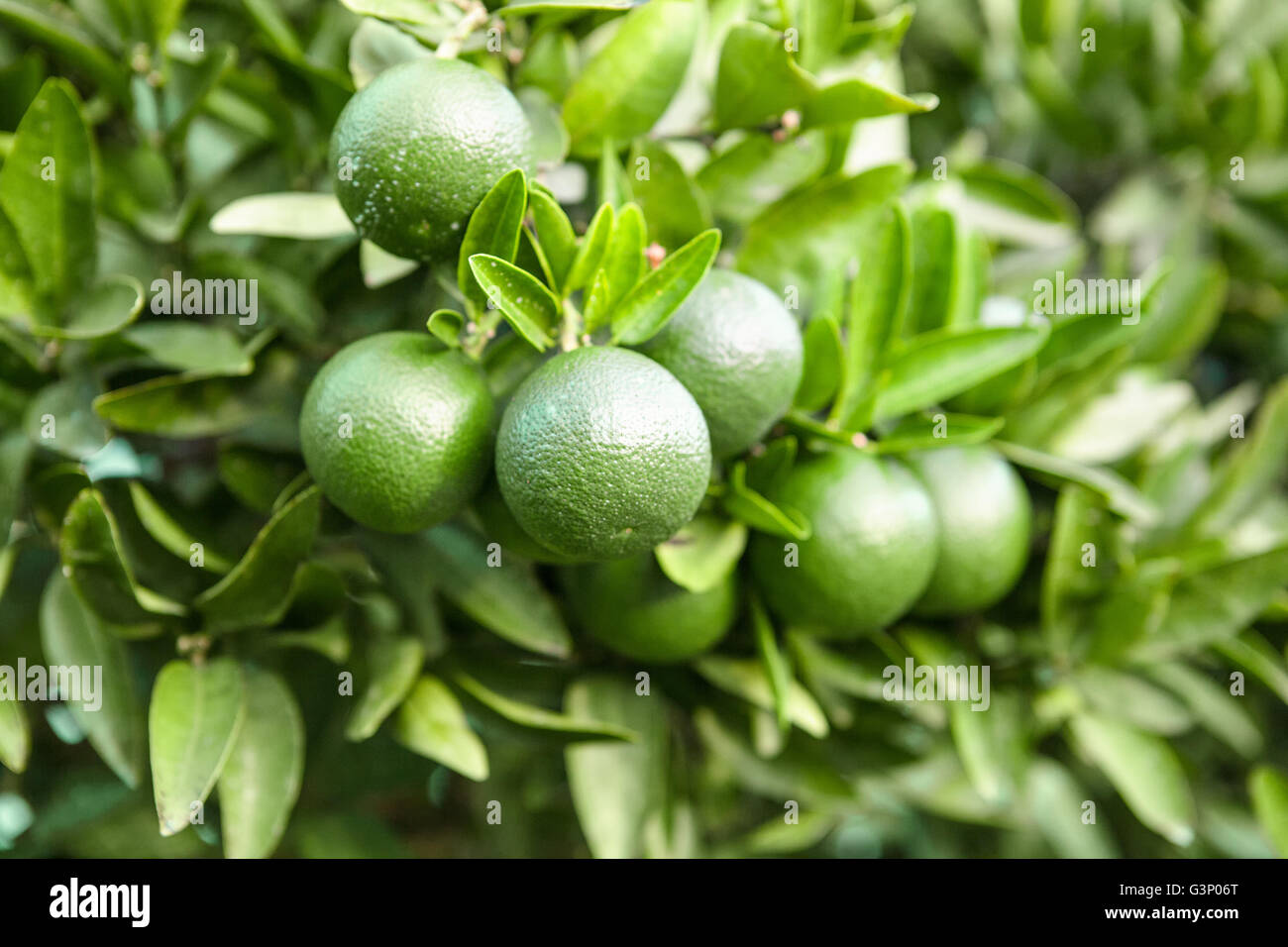 Outdoors shot of green tangerine tree Stock Photo Alamy