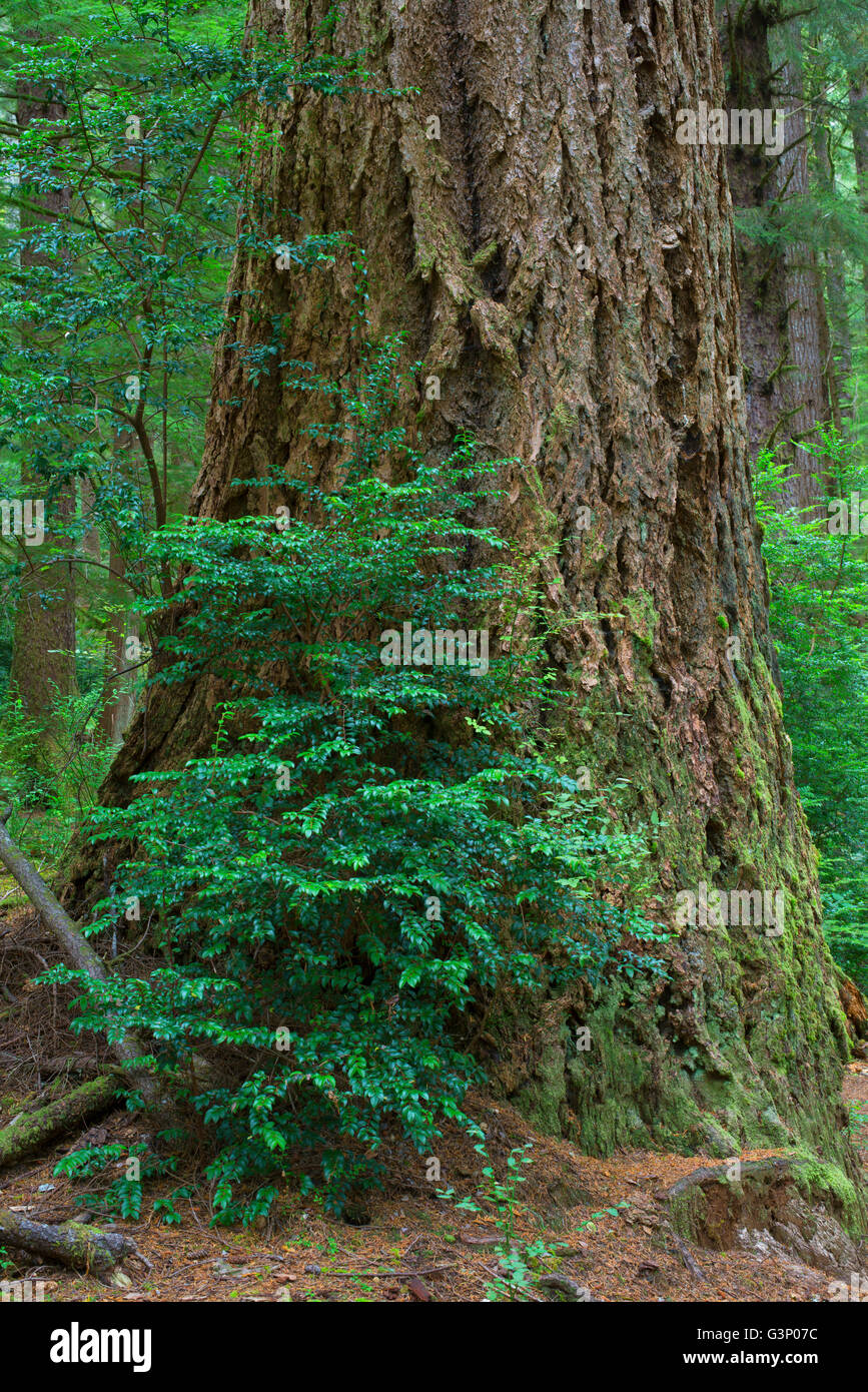 USA, Oregon, Siuslaw National Forest, Cape Perpetua Scenic Area, Furrowed bark of Douglas fir in old growth coastal rainforest Stock Photo