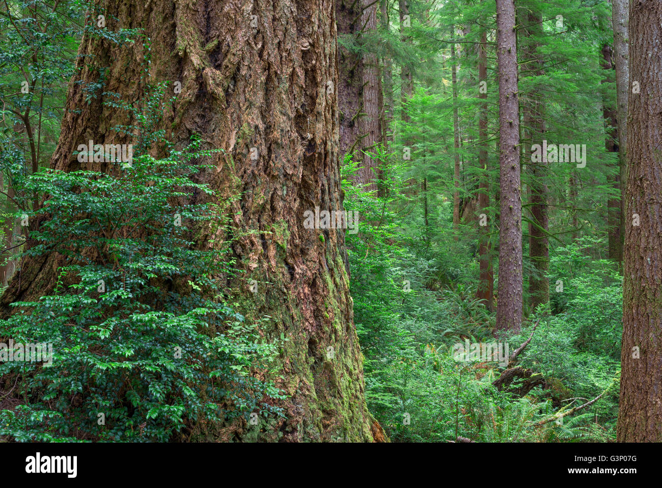 USA, Oregon, Siuslaw National Forest, Cape Perpetua Scenic Area, Huge trunk of Douglas fir and smaller Sitka spruce in forest. Stock Photo