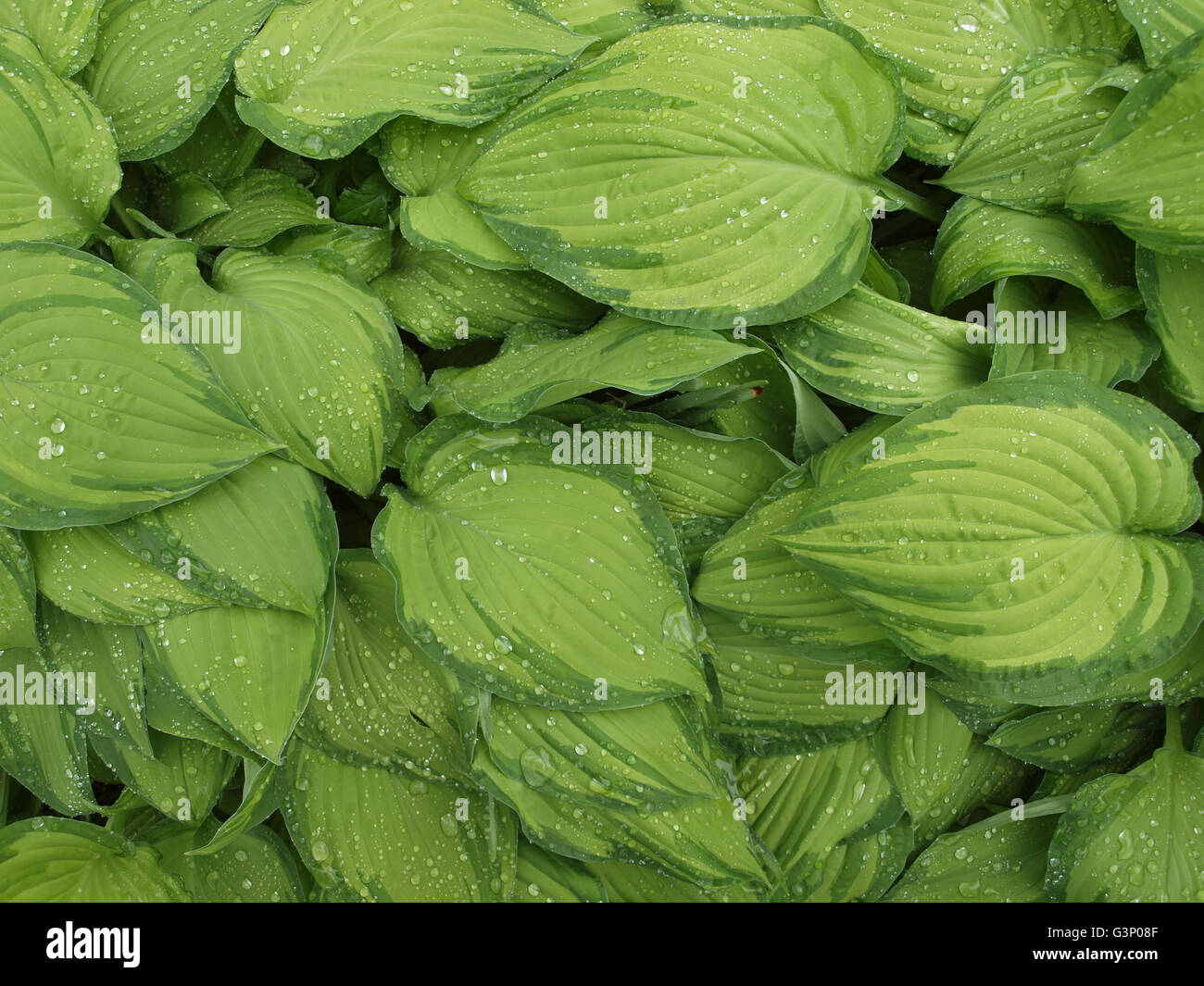 bright green hosta leaves with thirst-quenching droplets of water Stock Photo