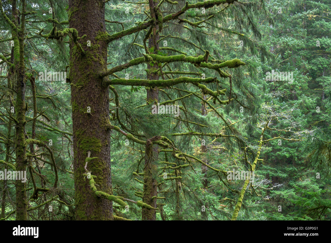 USA, Oregon, Siuslaw National Forest. Cape Perpetua Scenic Area, Old growth coastal rainforest of Sitka spruce. Stock Photo