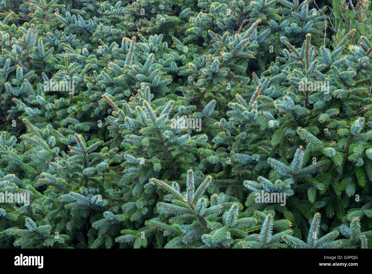 USA, Oregon, Neptune State Scenic Viewpoint, Low, dense growth of Sitka spruce (Picea sitchensis) branches near shoreline. Stock Photo