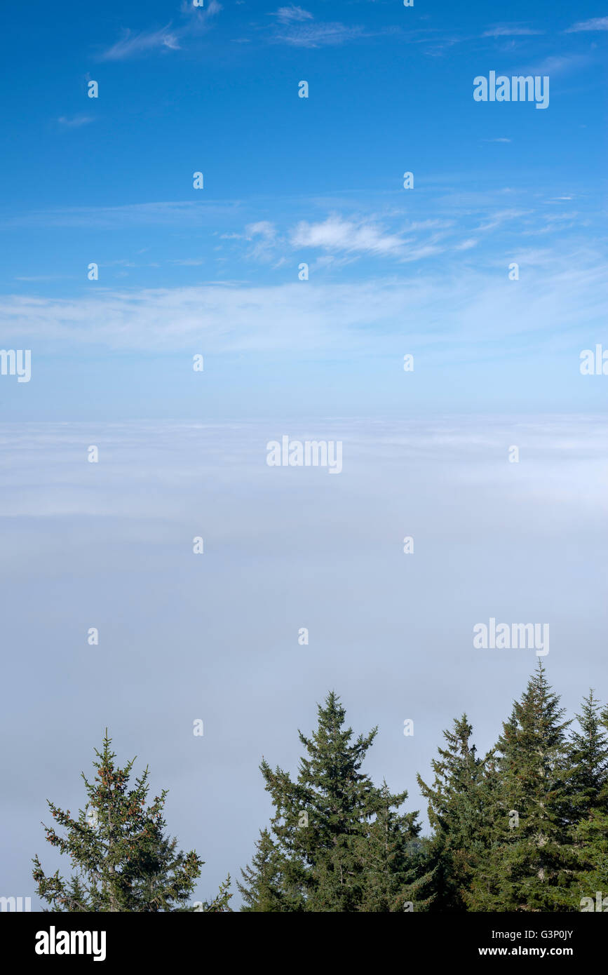 USA, Oregon, Siuslaw National Forest, Cape Perpetua Scenic Area, Sitka spruce  trees and coastal fog bank fog. Stock Photo