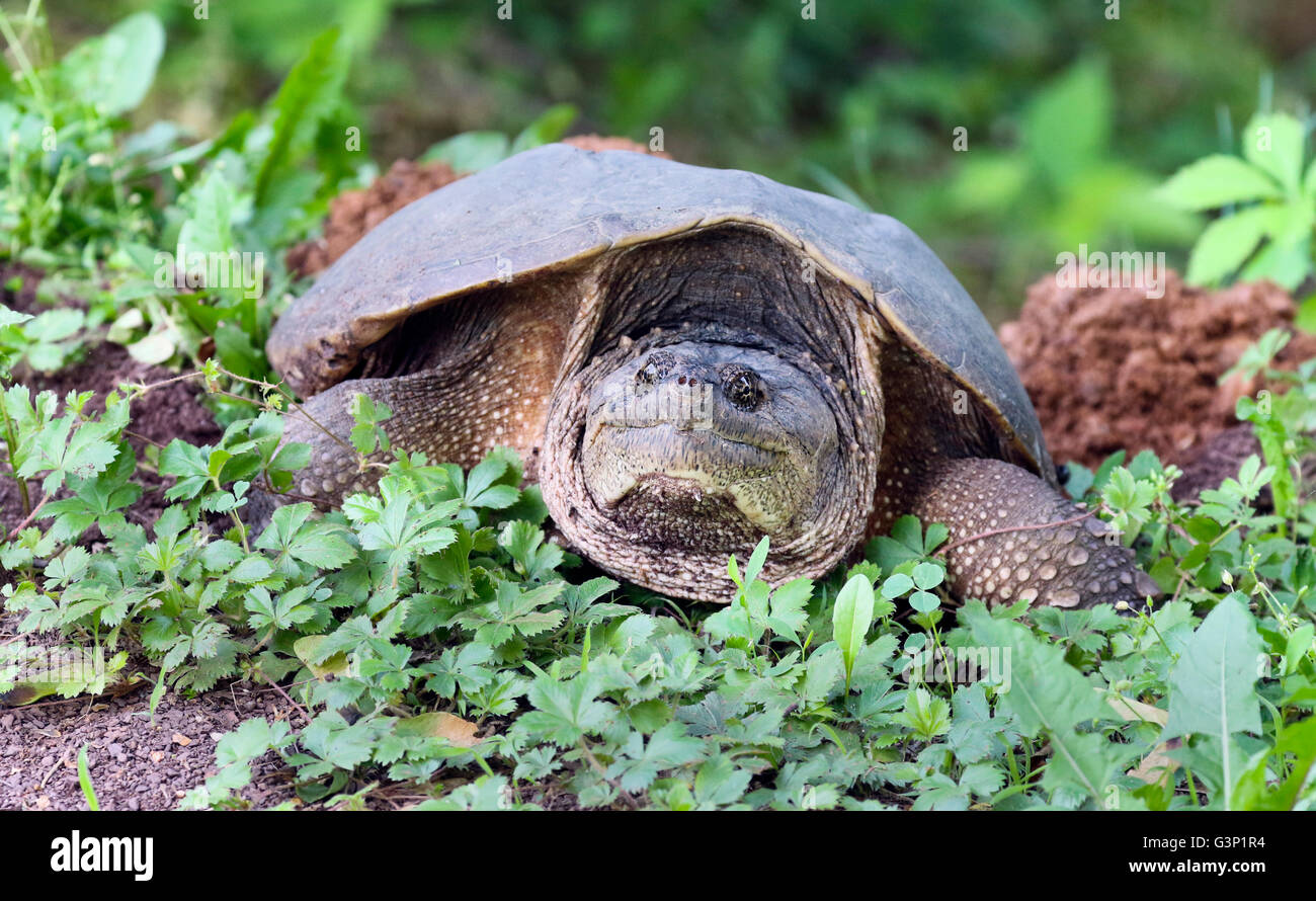 common snapping turtle Chelydra serpentina female on her nest. Stock Photo