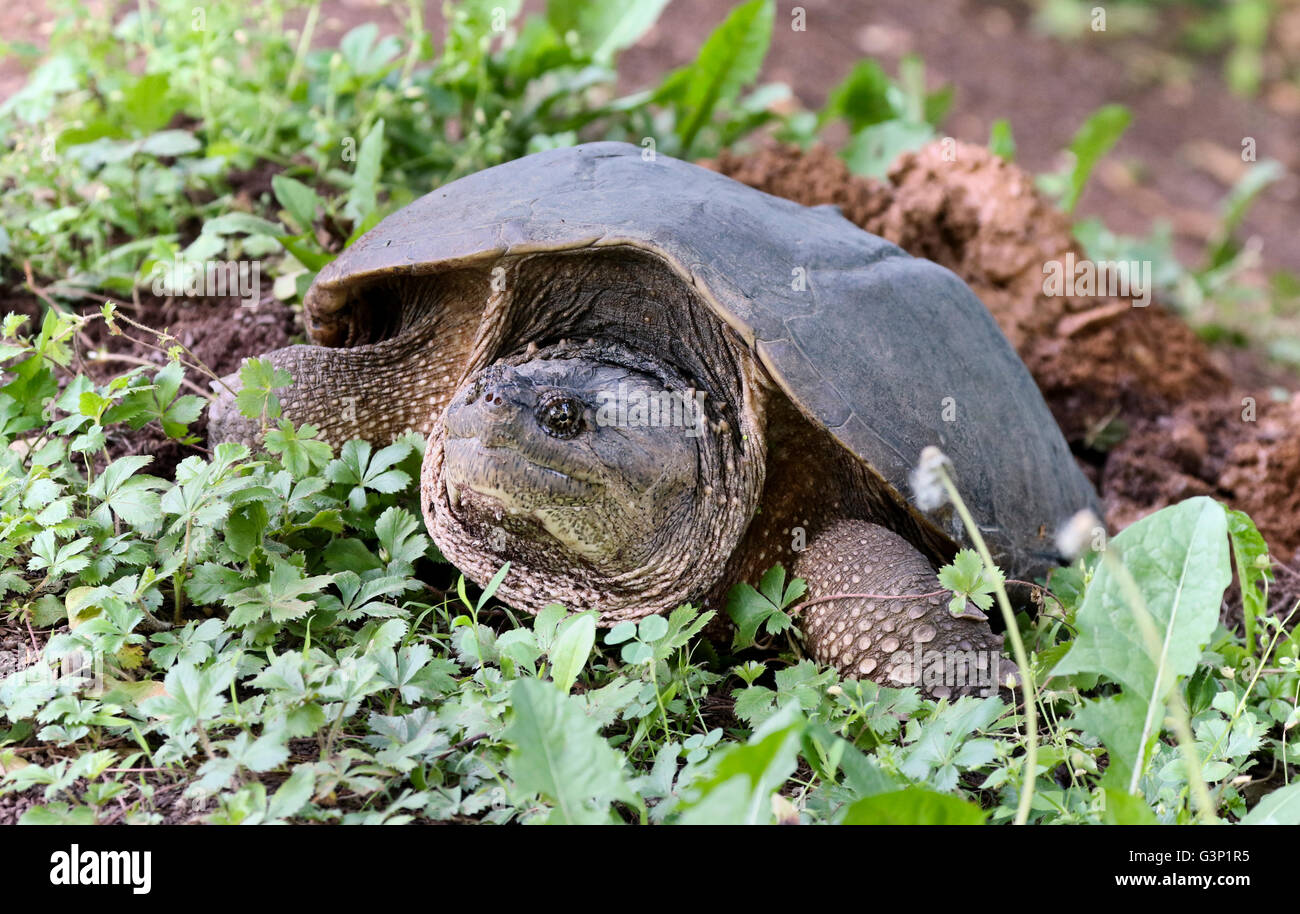 common snapping turtle Chelydra serpentina female on her nest Stock ...