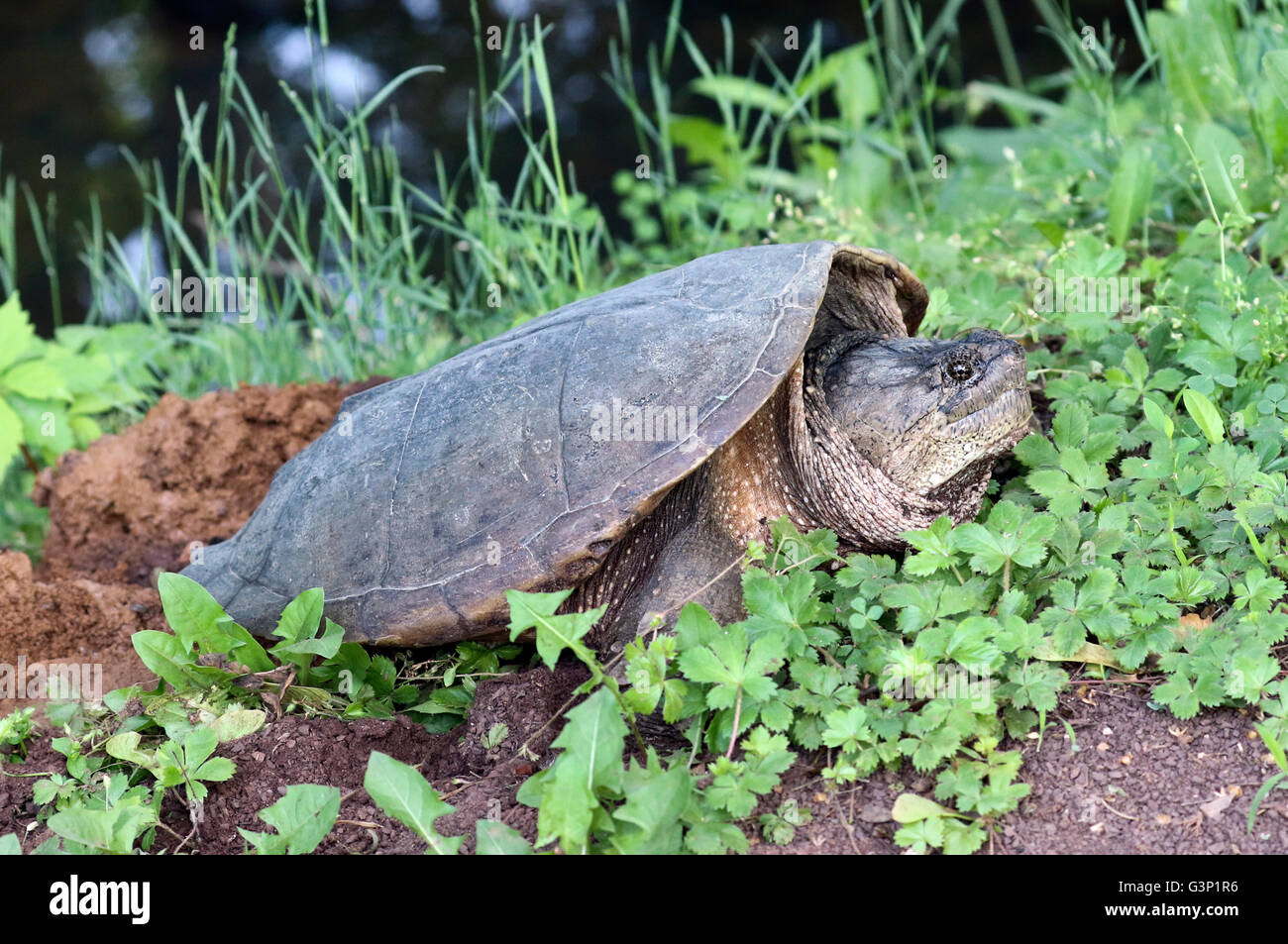 common snapping turtle Chelydra serpentina female on her nest. Stock Photo