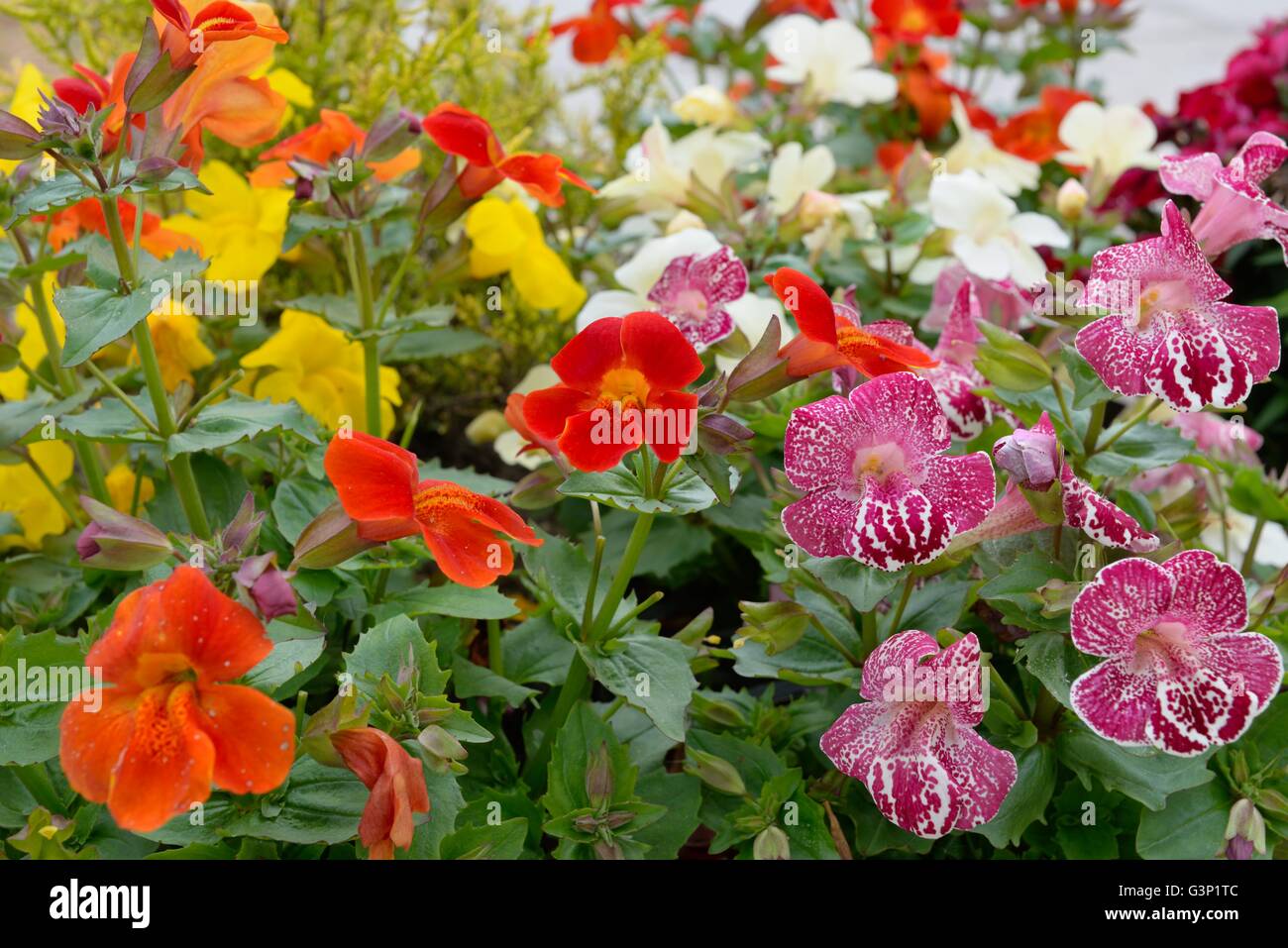 Various varieties and colours of Mimulus (Phrymaceae) plants. Stock Photo