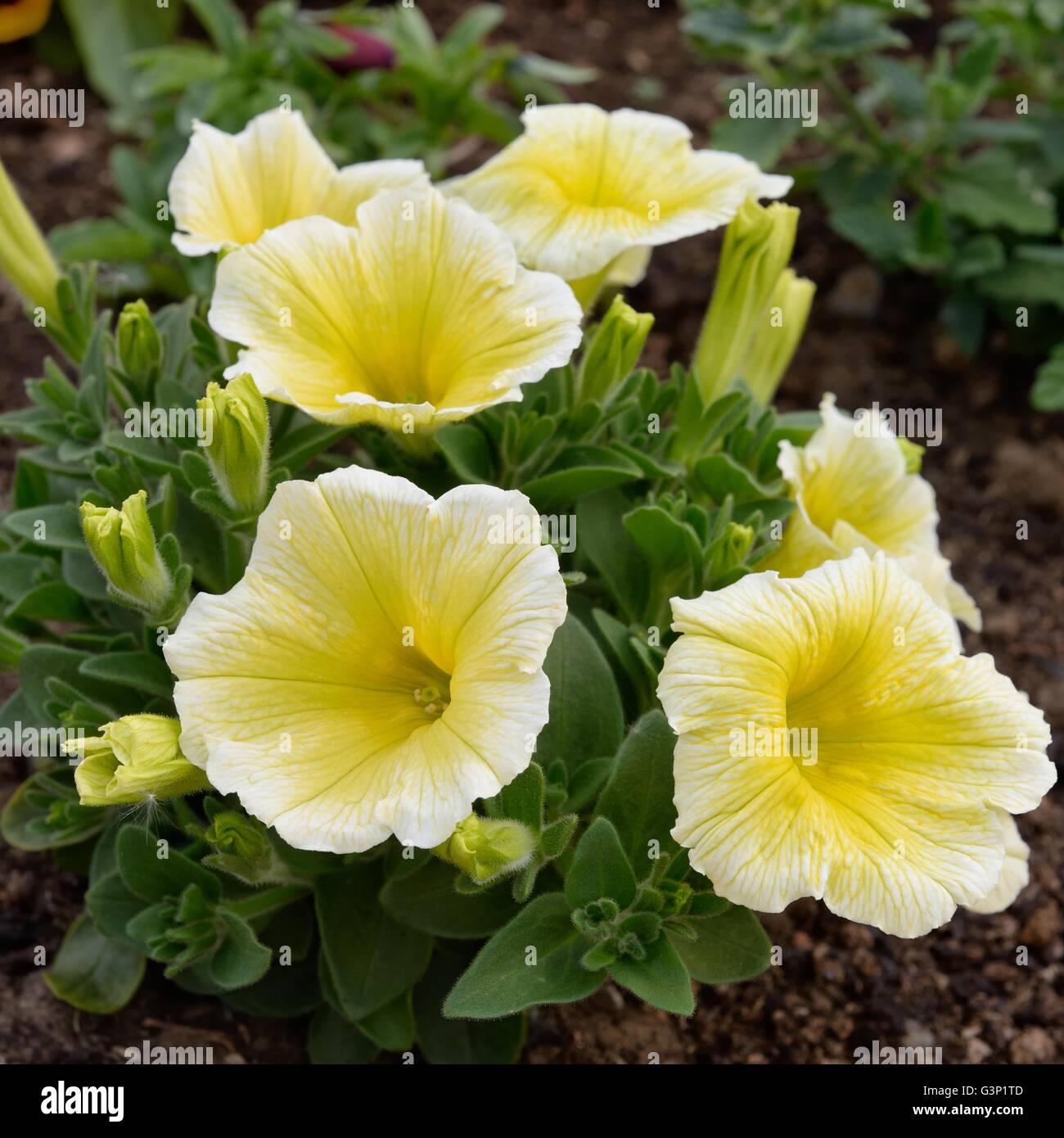 EASY WAVE YELLOW trailing Petunia Stock Photo Alamy