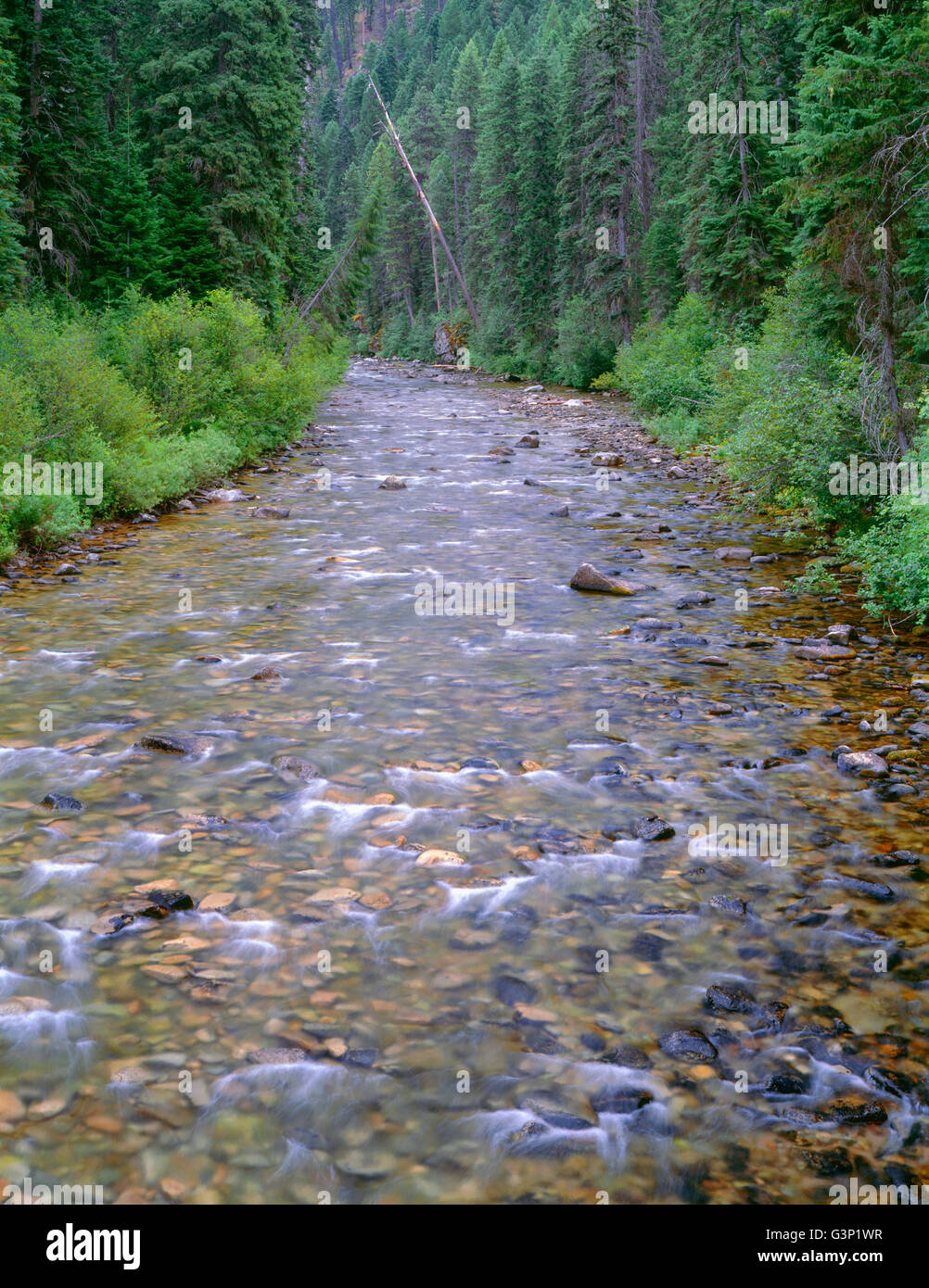 USA, Idaho, Nezperce National Forest, Selway Bitterroot Wilderness