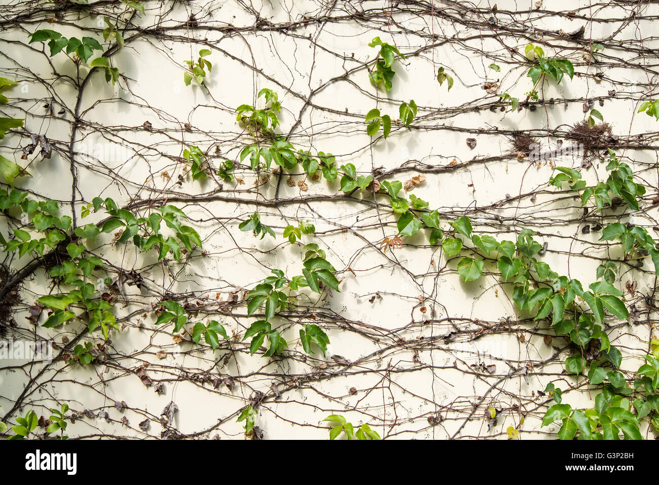 ivy leaves isolated on a white background Stock Photo - Alamy
