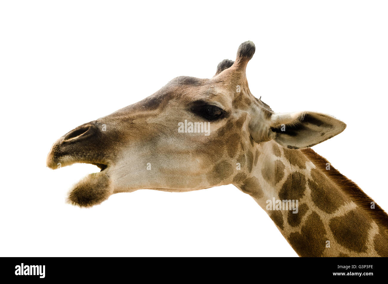 Young female giraffe isolated over white background. Stock Photo
