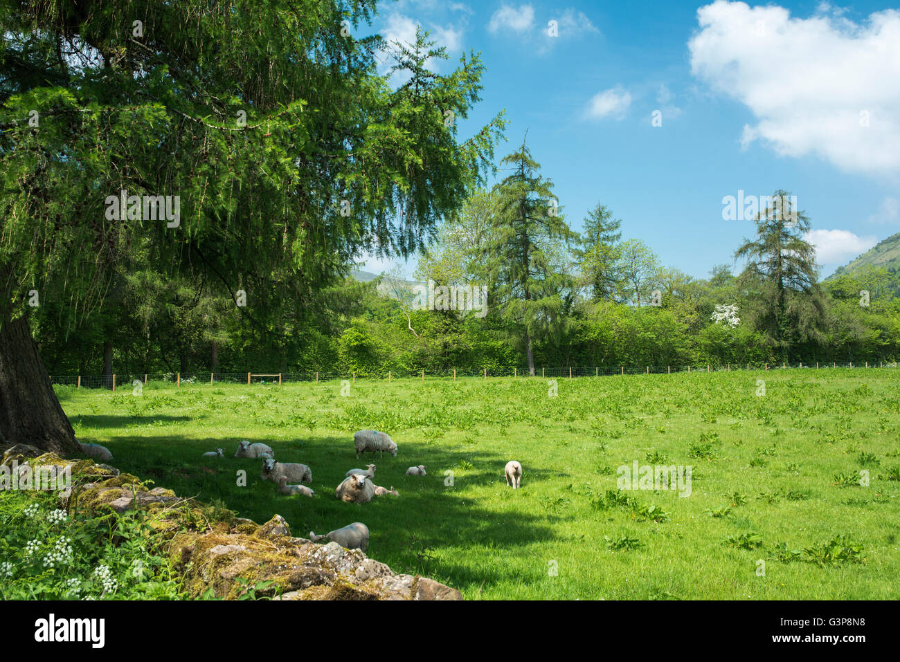 Sheep and lambs in a field sheltering under a tree on a hot summer day. Stock Photo