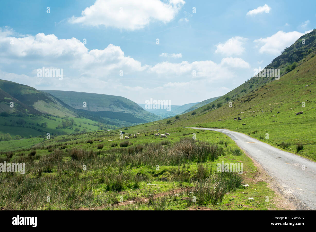 Sheep grazing next to a country road in a valley with steep sided mountains. Stock Photo