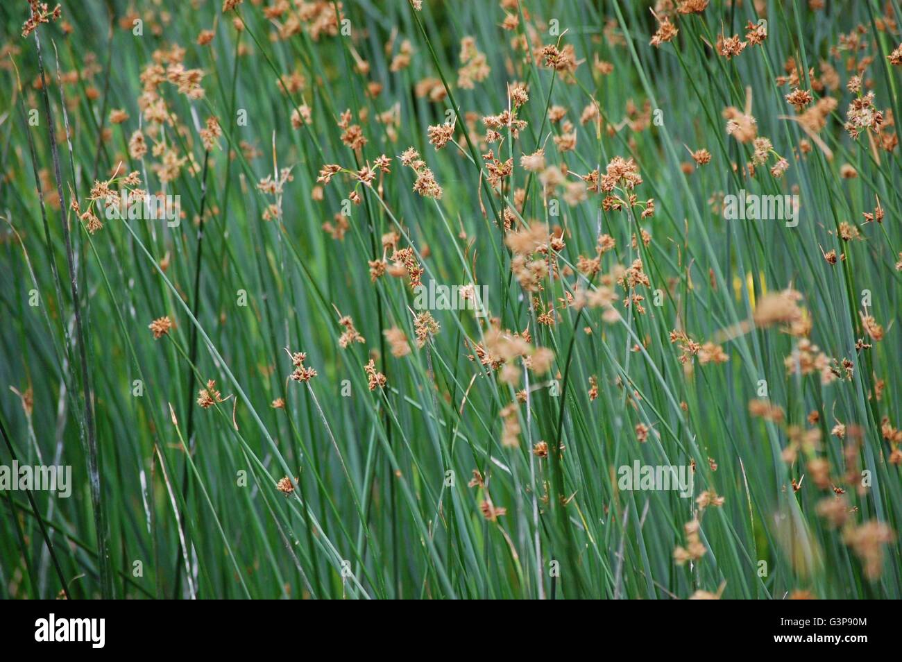Artistic photo of reeds with golden florets Stock Photo