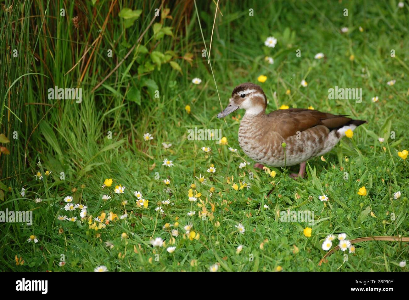 A mottle duck on the grass heading for some reeds Stock Photo