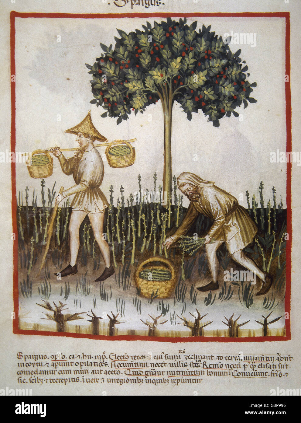 Tacuinum Sanitatis. 14th century. Medieval handbook of Tacuinum Sanitatis. 14th century. Medieval handbook of