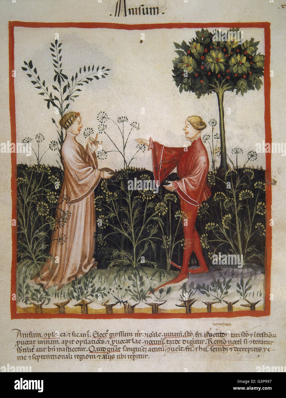 Tacuinum Sanitatis. 14th century. Medieval handbook of health. Anise. Folio 41r. Stock Photo