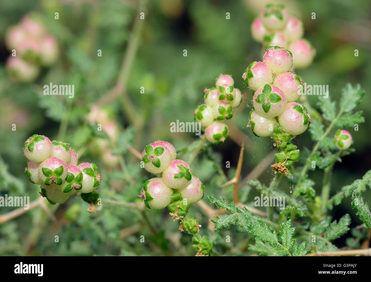 Spiny or Thorny Burnet - Sarcopoterium spinosum Showing Male & Female Flowers Stock Photo