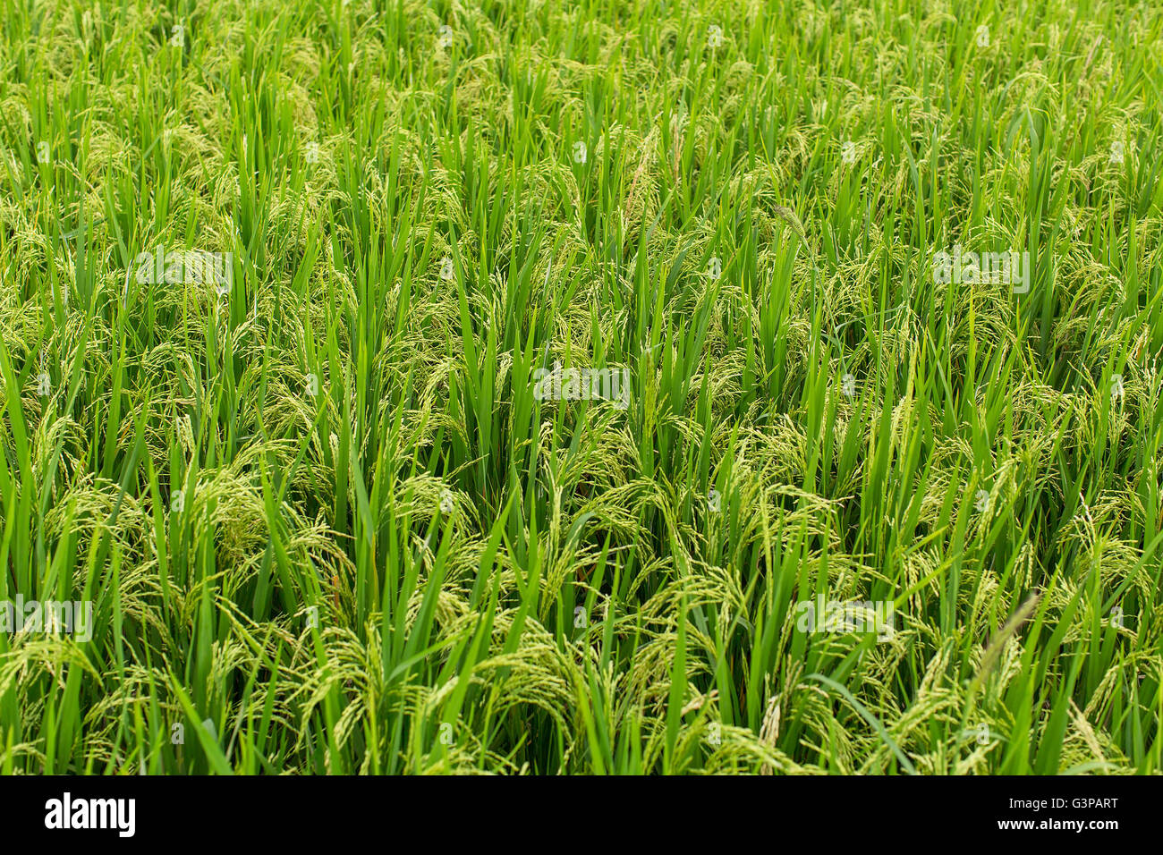 Basmati rice growing hi-res stock photography and images - Alamy