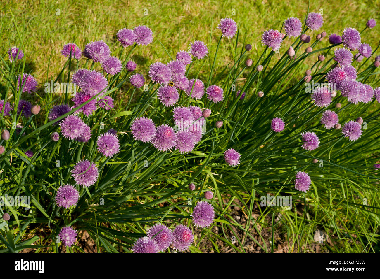 Green mint and purple flower heads of the chive plant. Garden herbs
