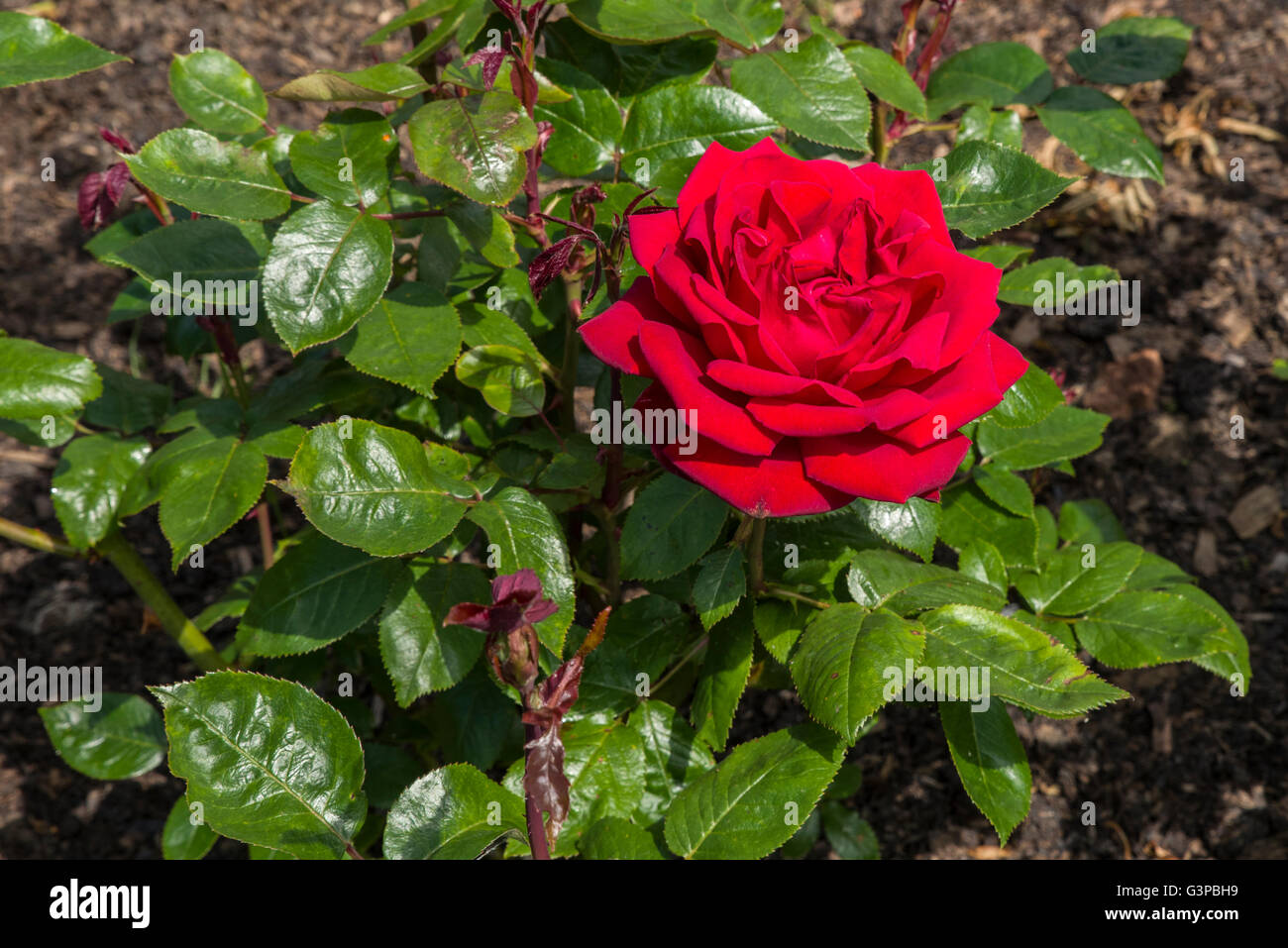 The Rosa Ingrid Bergman photographed in the Rose Garden in Regents Park, London. Stock Photo