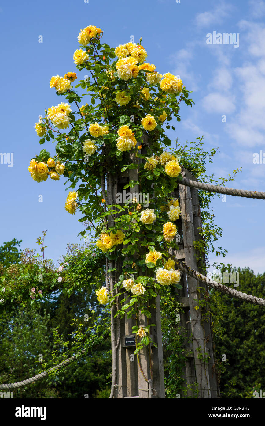 The Rose Dreaming Spires photographed in the Rose Garden in Regents Park, London. Stock Photo
