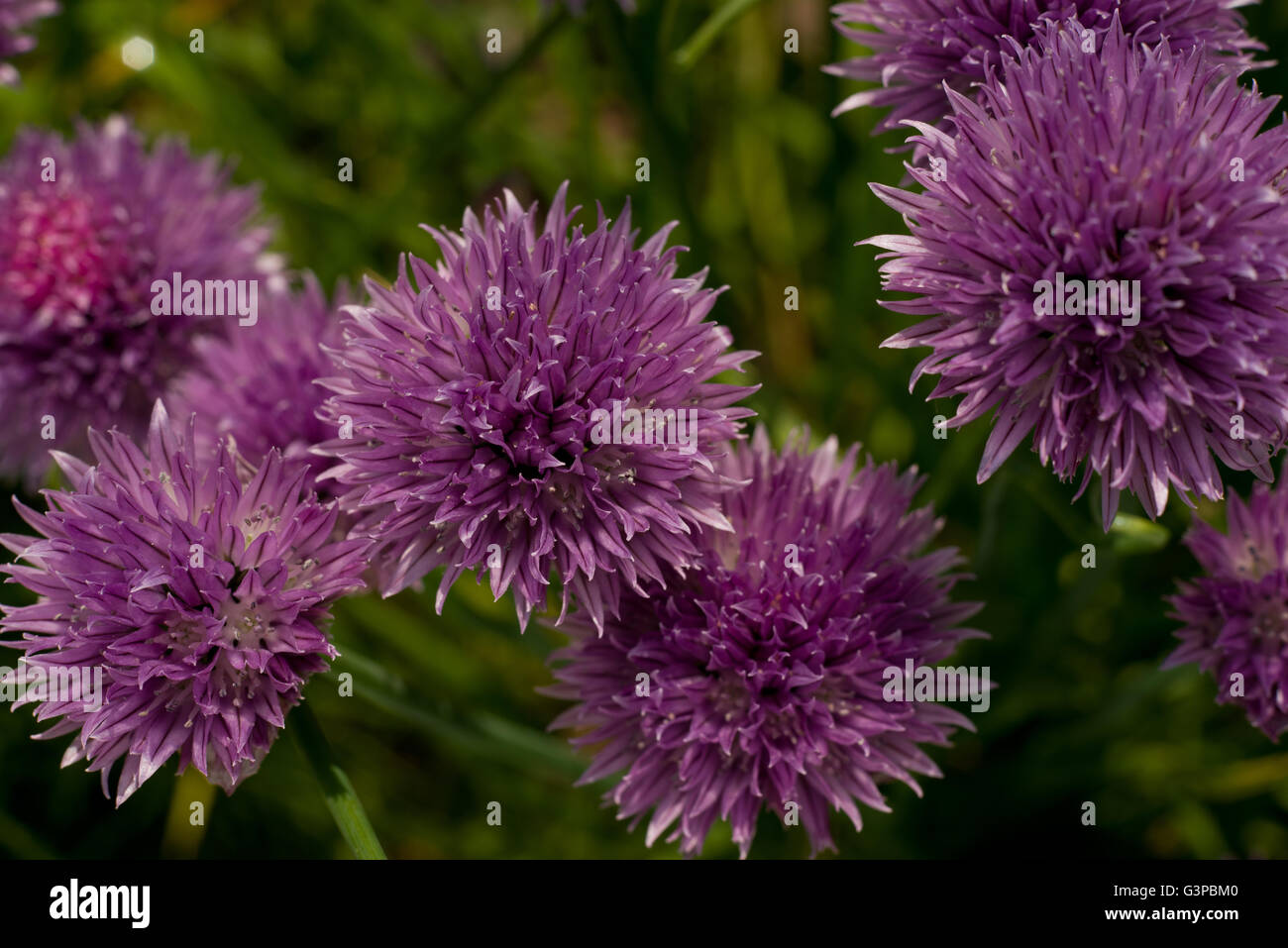 Purple mint hires stock photography and images Alamy