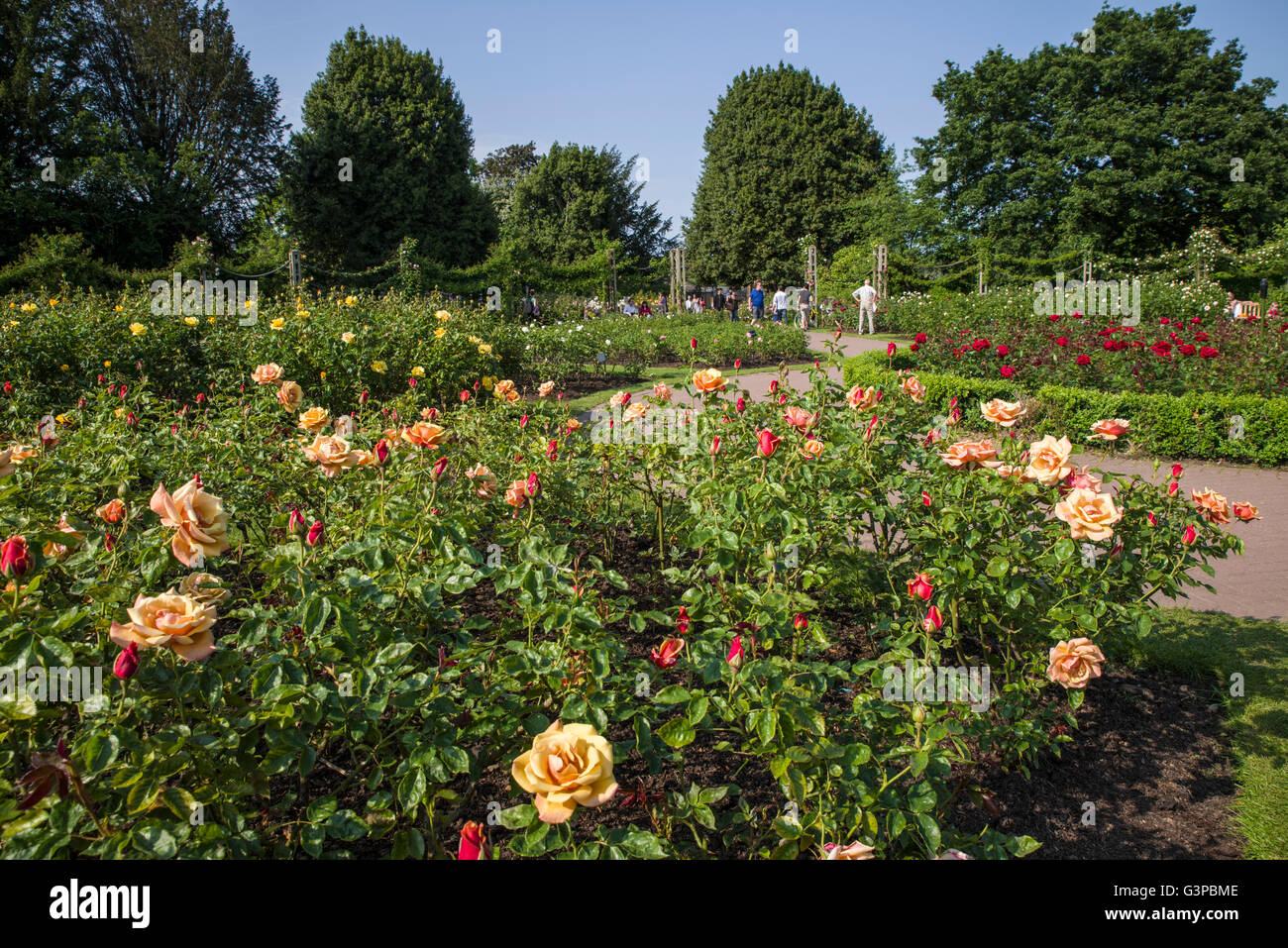 The beautiful Roses in Queen Marys Gardens in Regents Park, London. Stock Photo