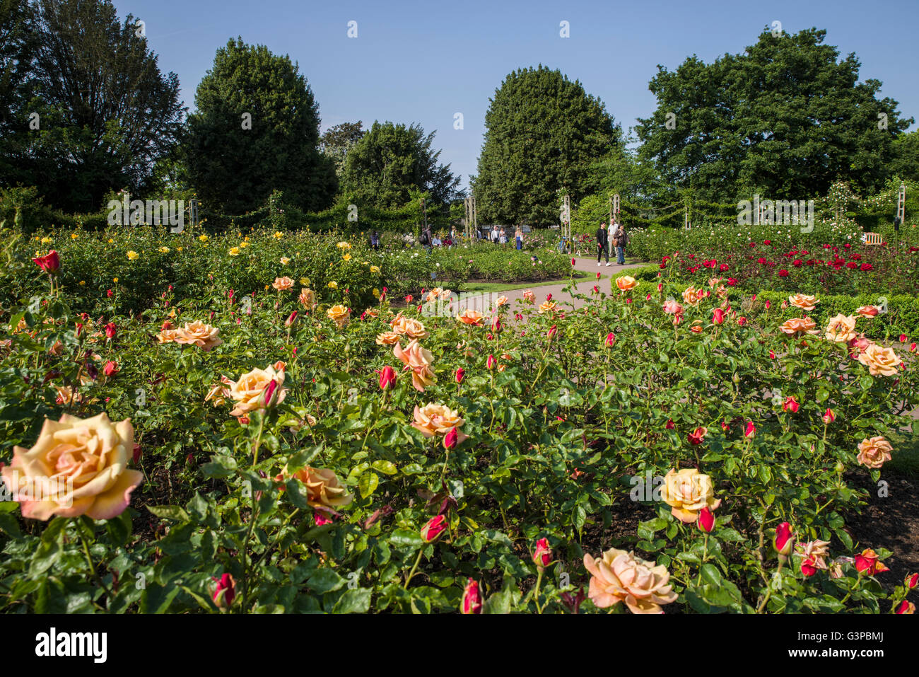 The beautiful Roses in Queen Marys Gardens in Regents Park, London. Stock Photo