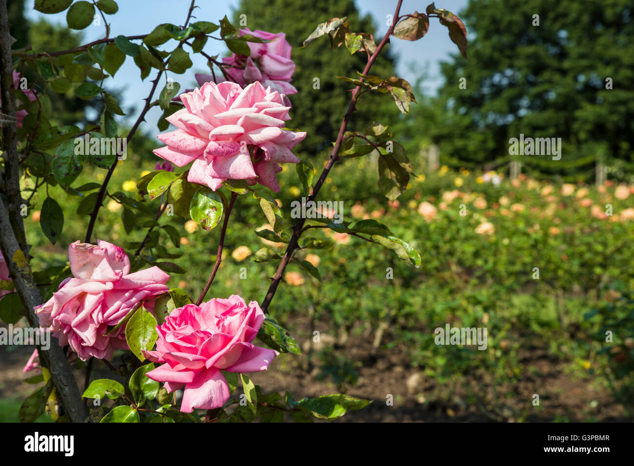 The beautiful Roses in Queen Marys Gardens in Regents Park, London. Stock Photo