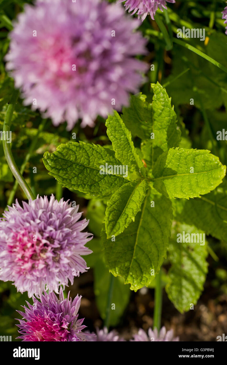 Purple mint hires stock photography and images Alamy