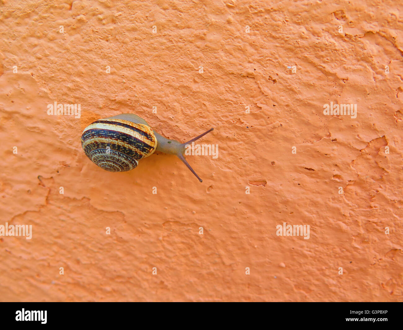 Close up of a snail on Castle wall above Alora Village Stock Photo