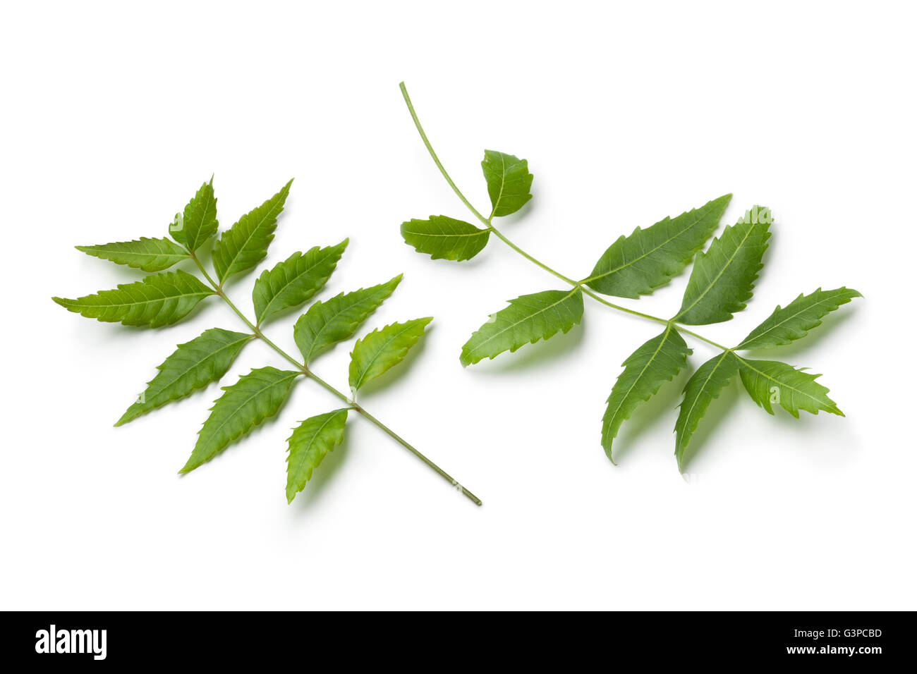 Neem background hires stock photography and images Alamy