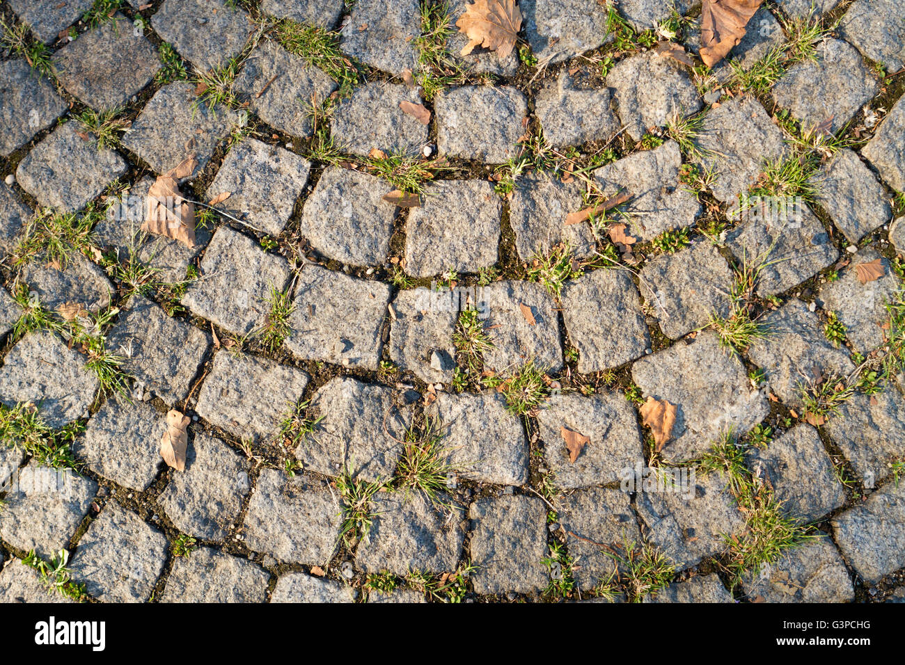 Stone sidewalk in a garden with curved pattern and grass growing between stones and the first fall leaves Stock Photo