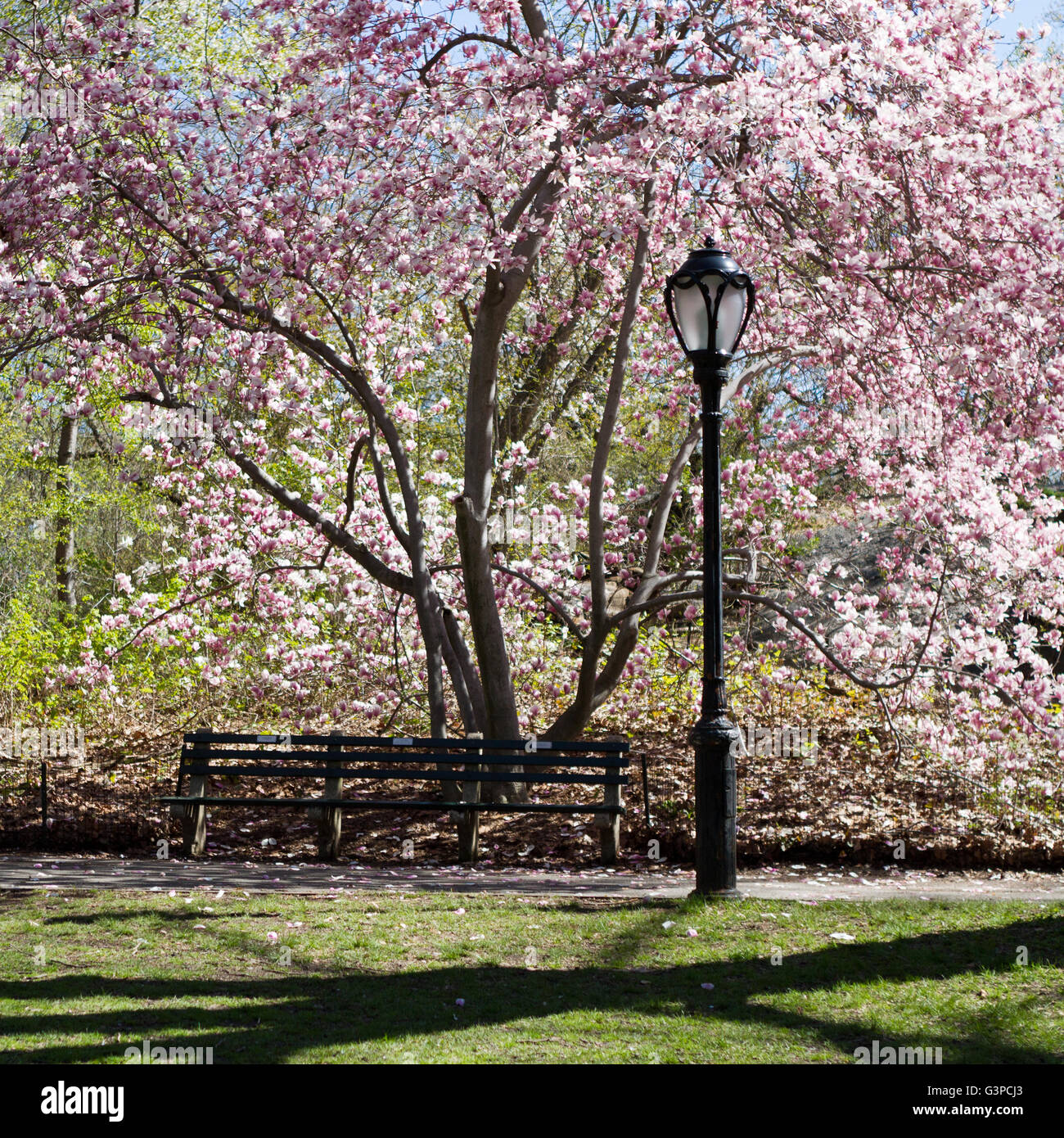 Central Park bench and light post framed by large flowering magnolia tree Stock Photo