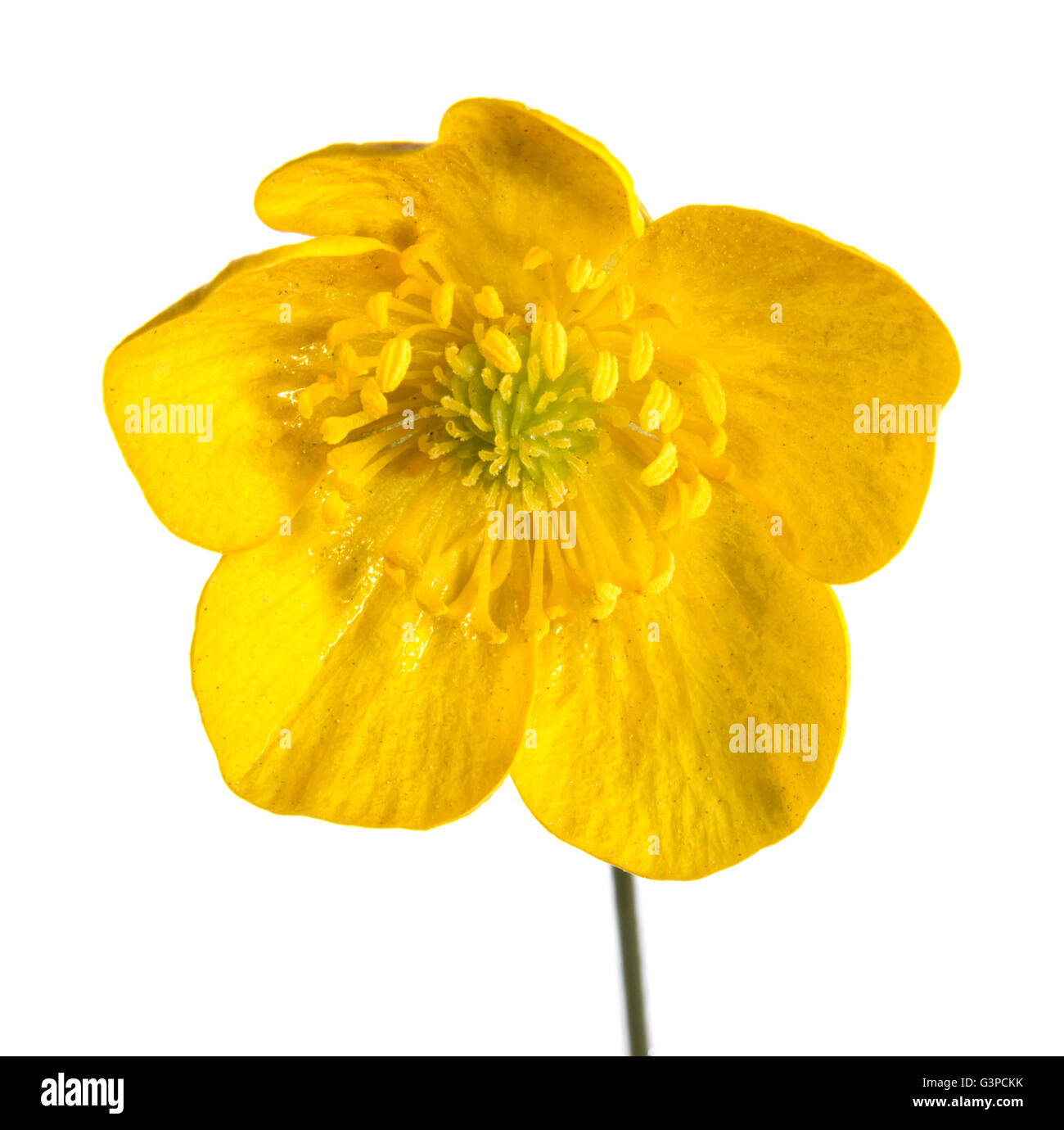 Yellow Buttercup Flower close up on white background. Stock Photo