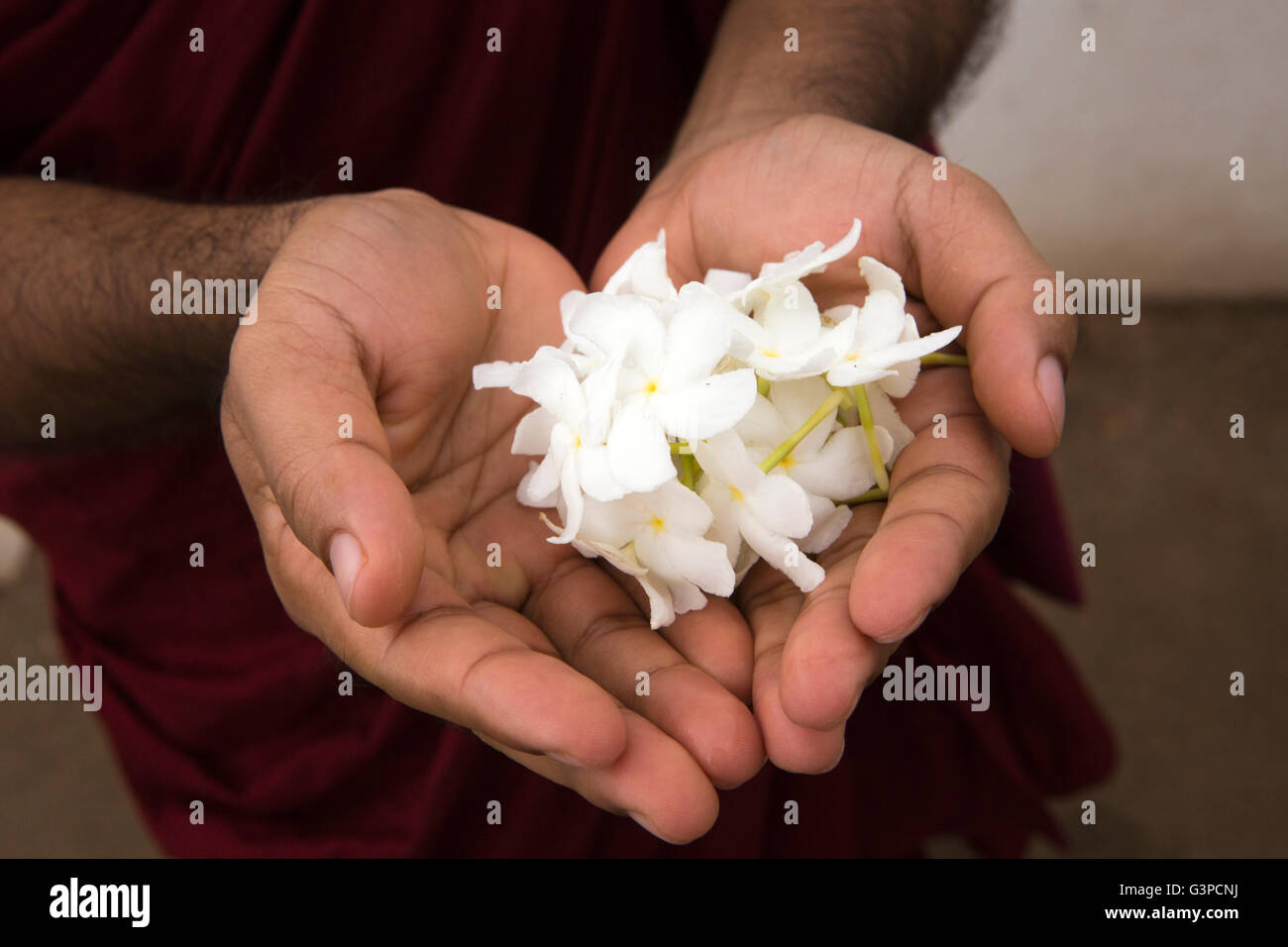 Sri Lanka, Kataragama, Kiri Vihara Dagoba, frangipani flowers in hands of Buddhist Monk Stock Photo
