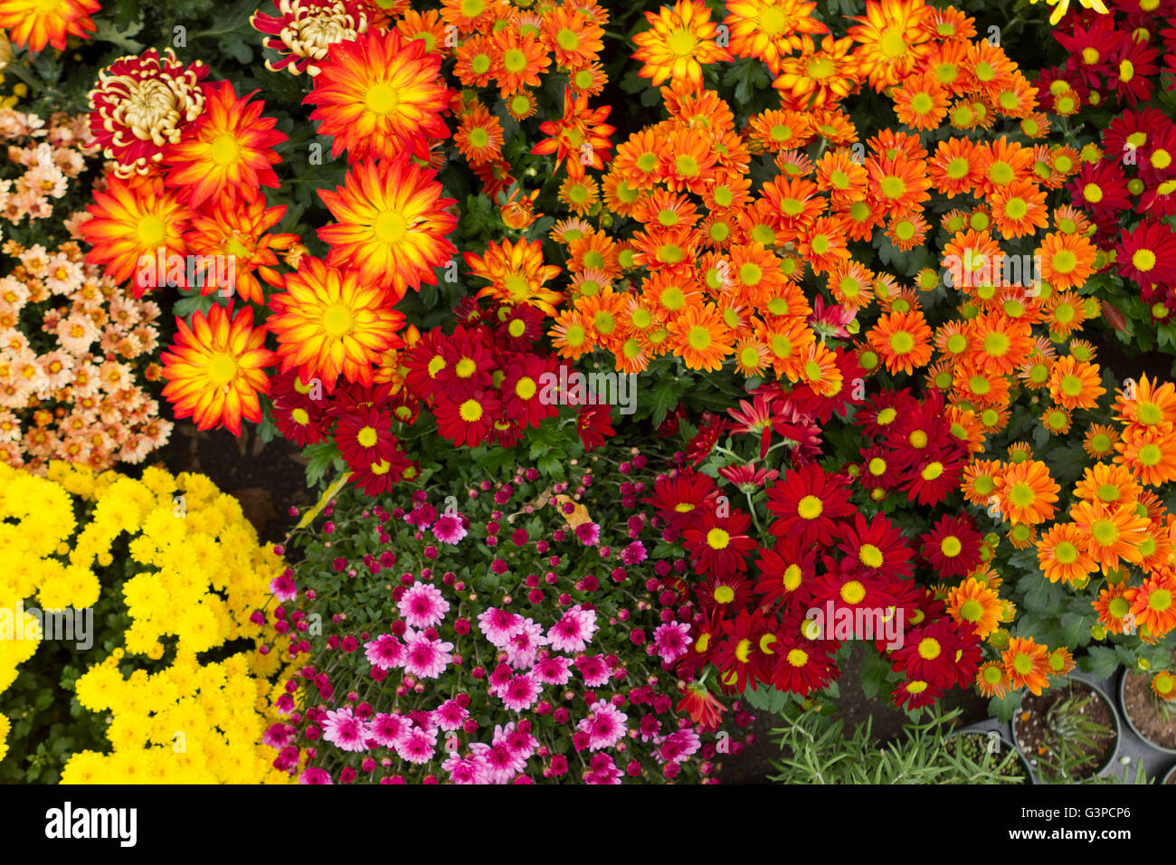 Vibrant, abundant autumn flowers at floral shop Stock Photo Alamy