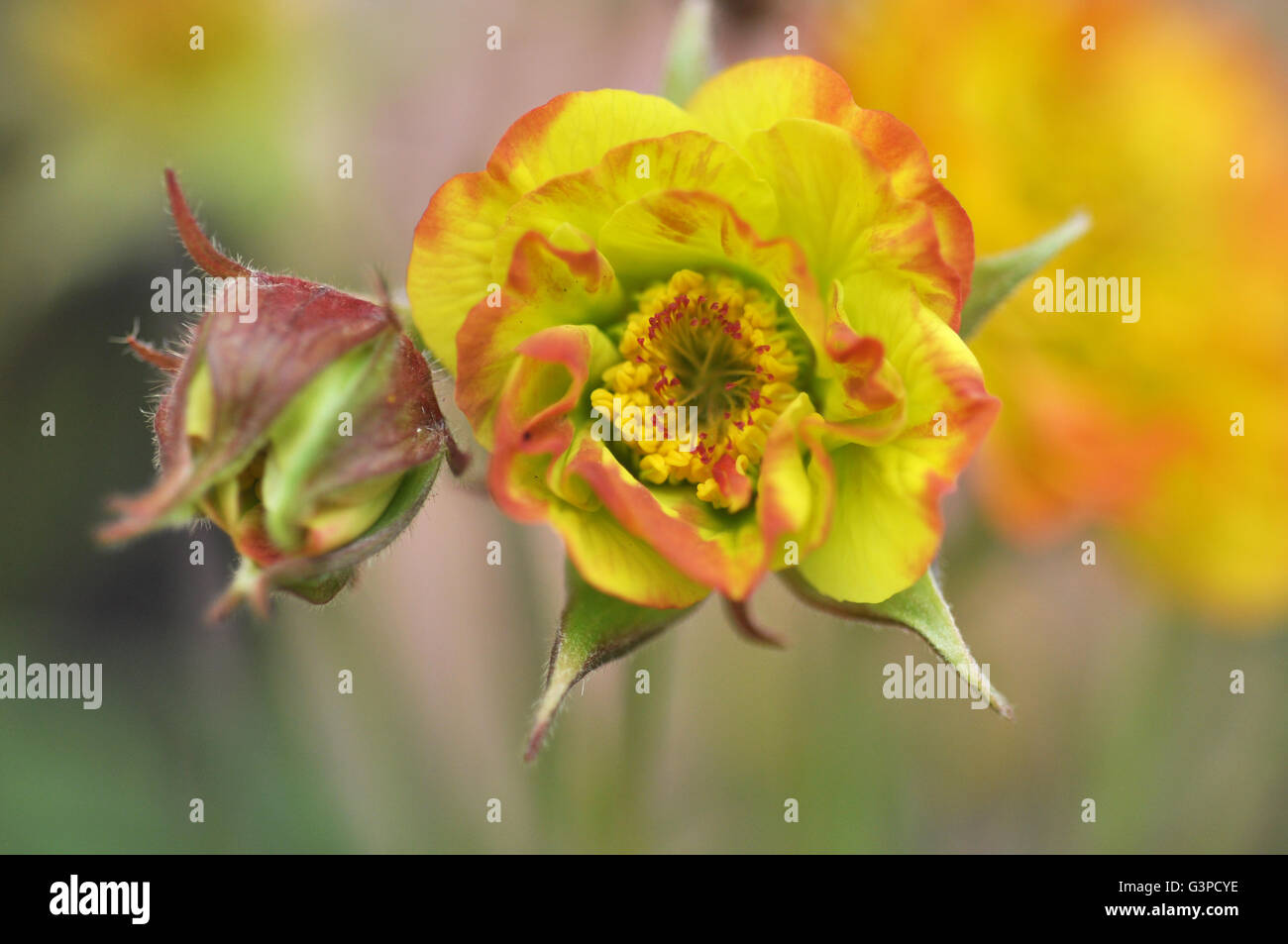 geum evening sun Stock Photo Alamy