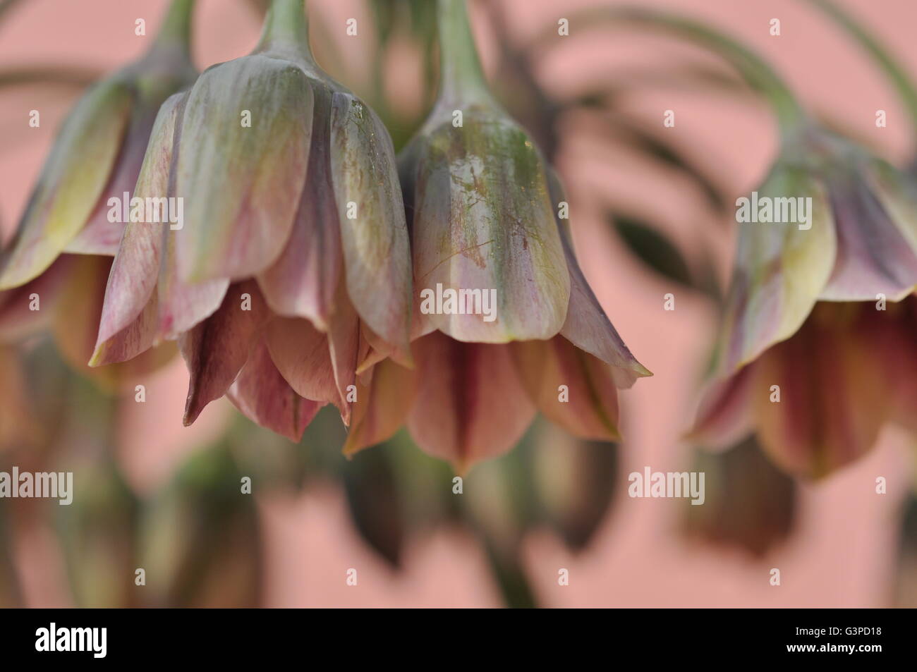 sicilian honey garlic flowers Stock Photo