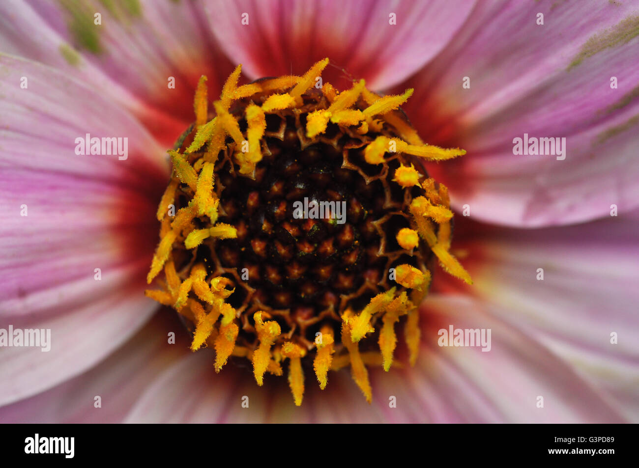 dahlia flower Stock Photo