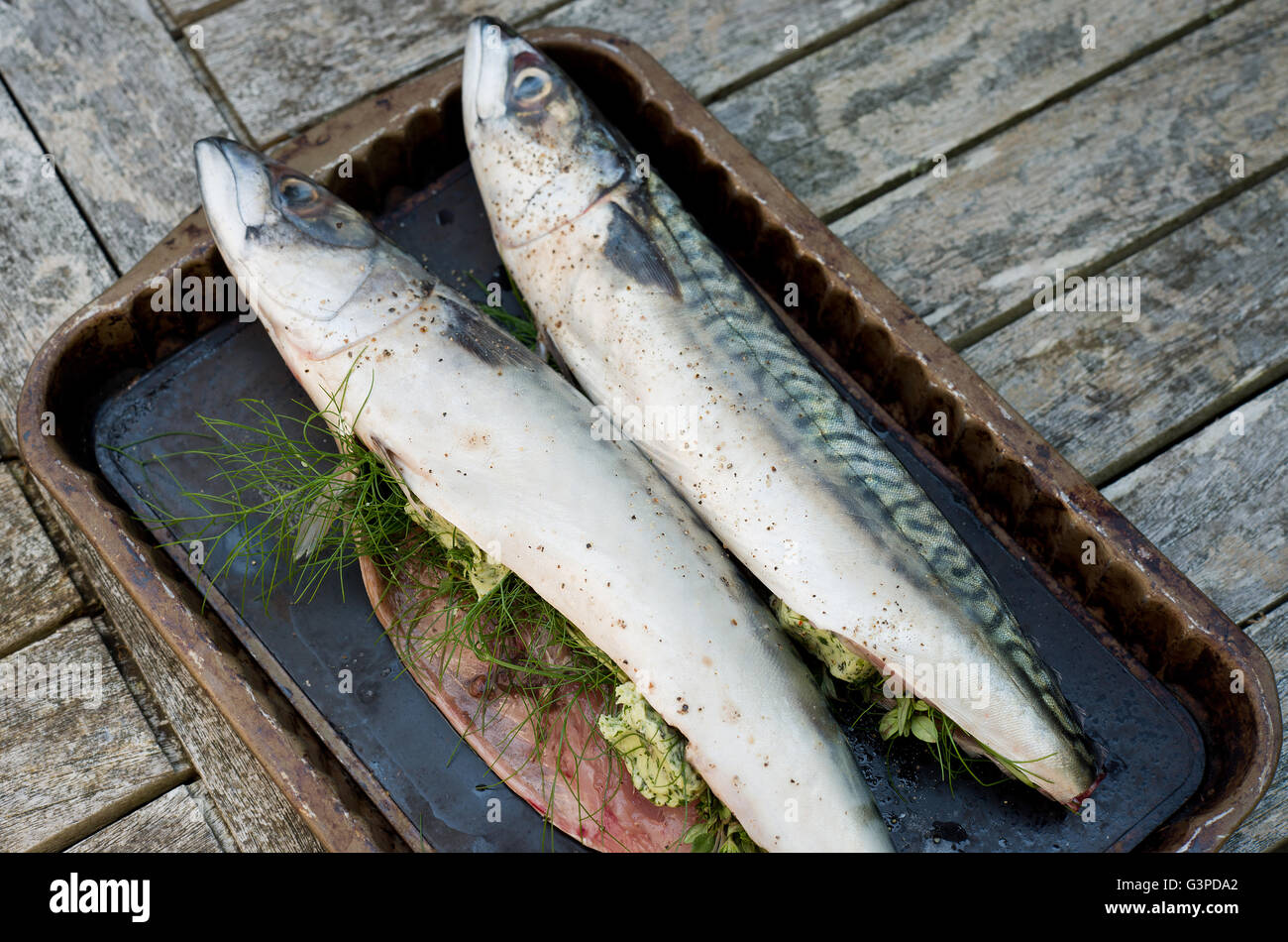 Mackerel fish ready to be cooked Stock Photo Alamy