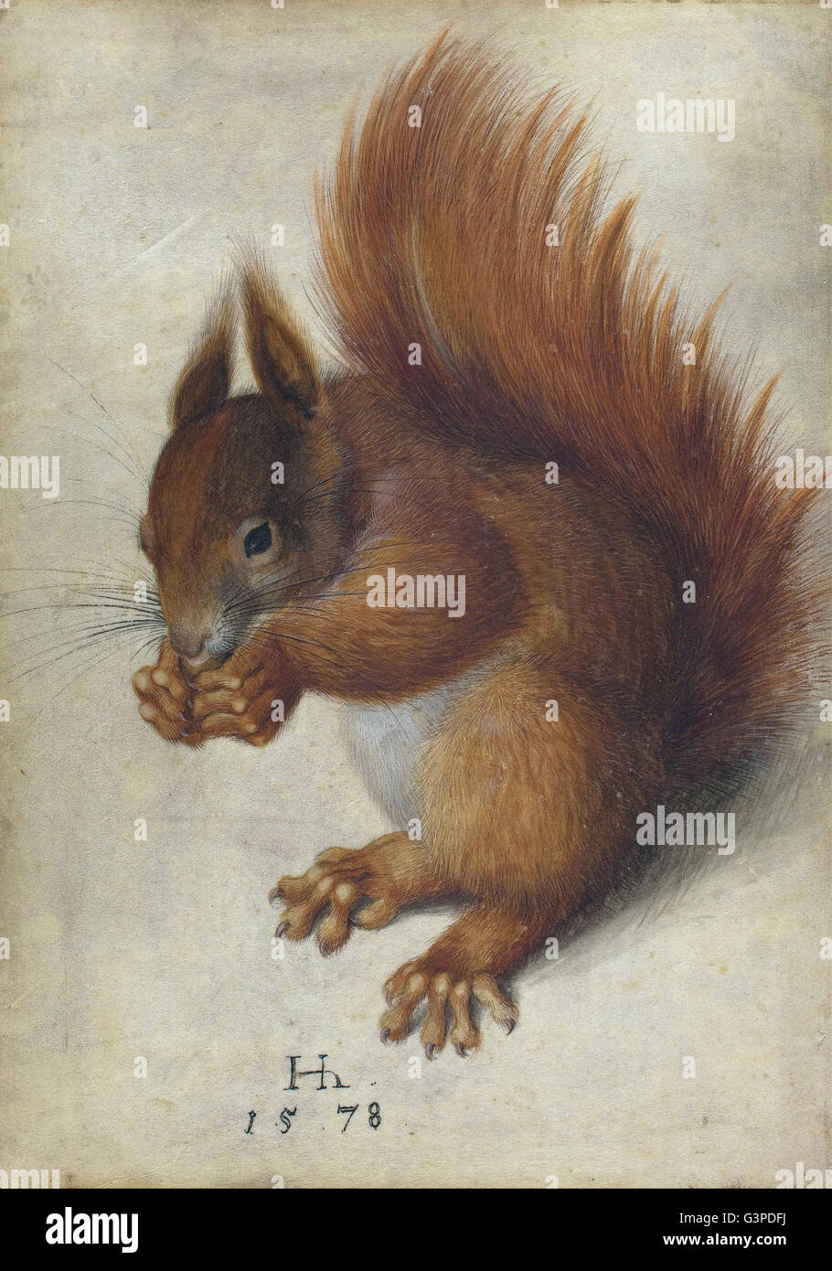 Hans Hoffmann - Red Squirrel - National Gallery of Art, Washington DC Stock Photo