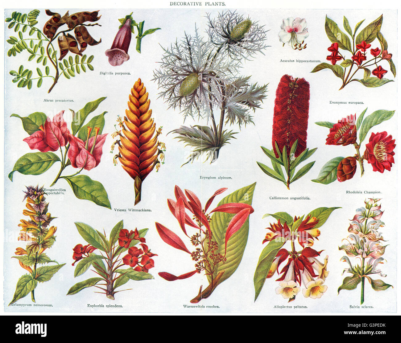 PLANTS: Digitalis Abrus Bougainvillea Vriesea Eryngium Evonymus Rhodoleia, 1907 Stock Photo